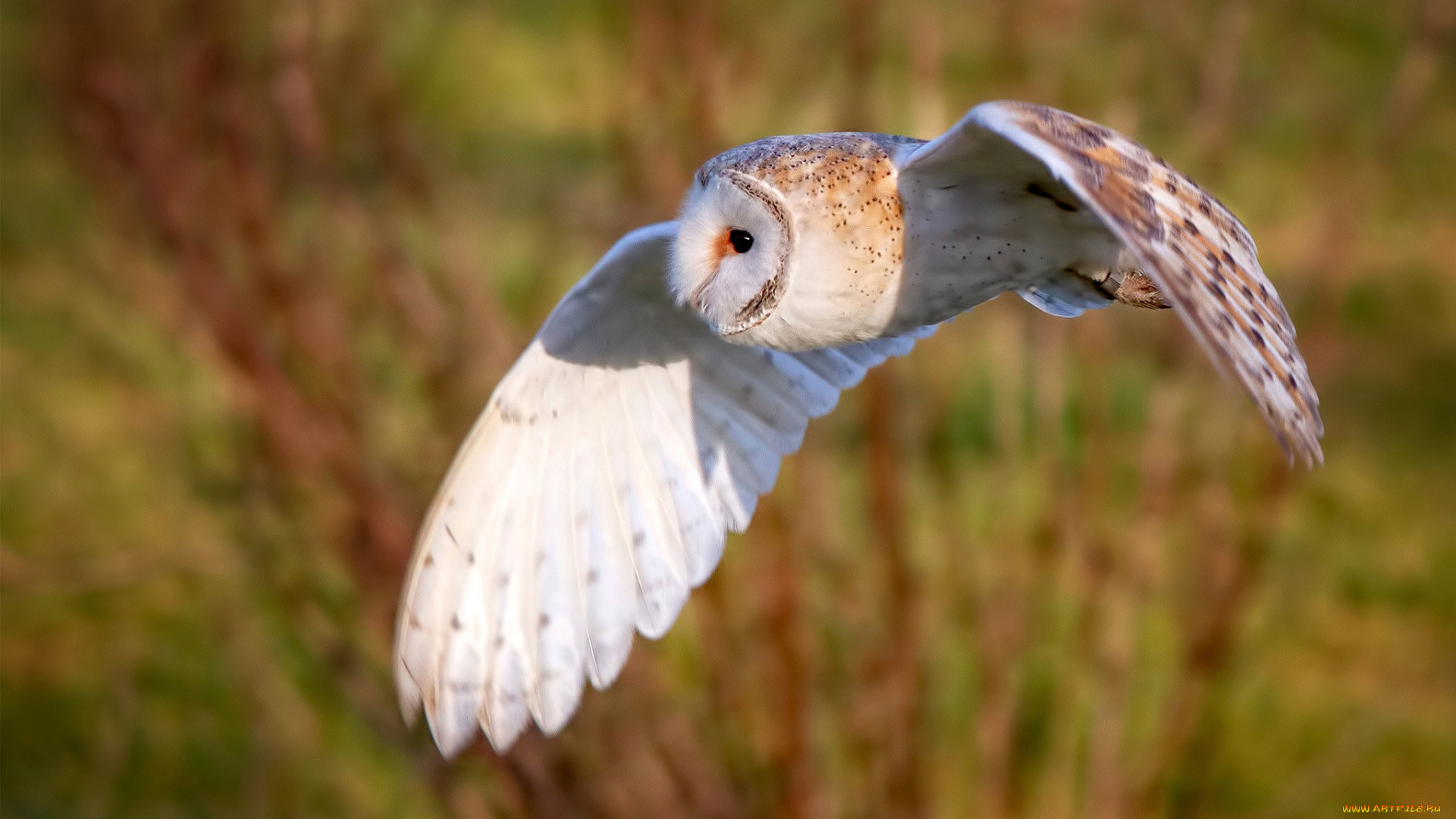 животные, совы, фон, сова, птица, крылья, полёт, сипуха