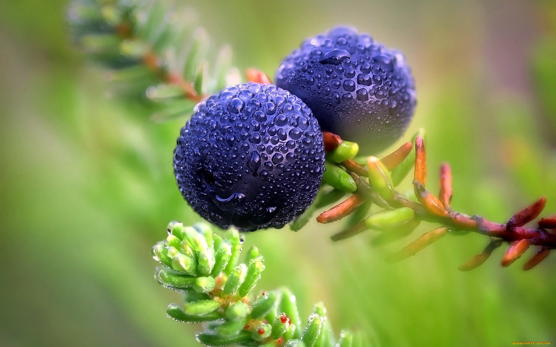 природа, ягоды, бузина