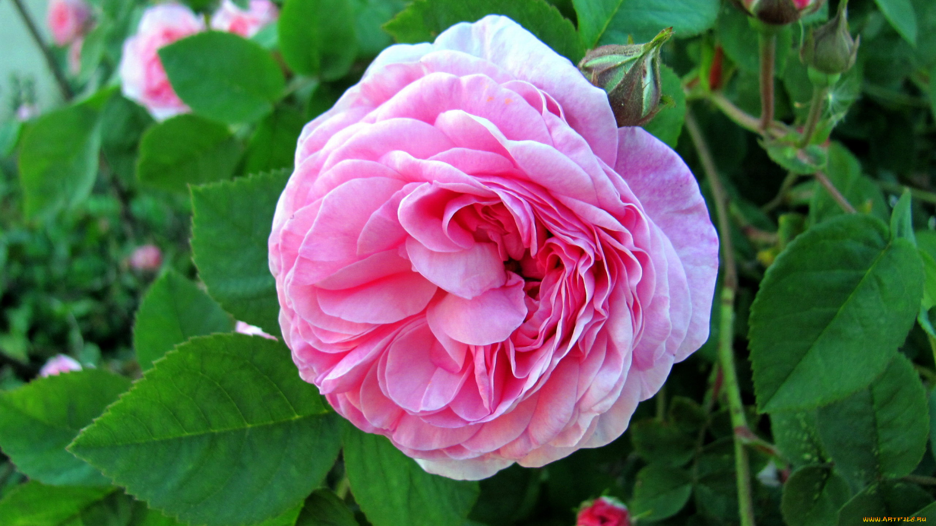 цветы, розы, розовая, роза, бутон