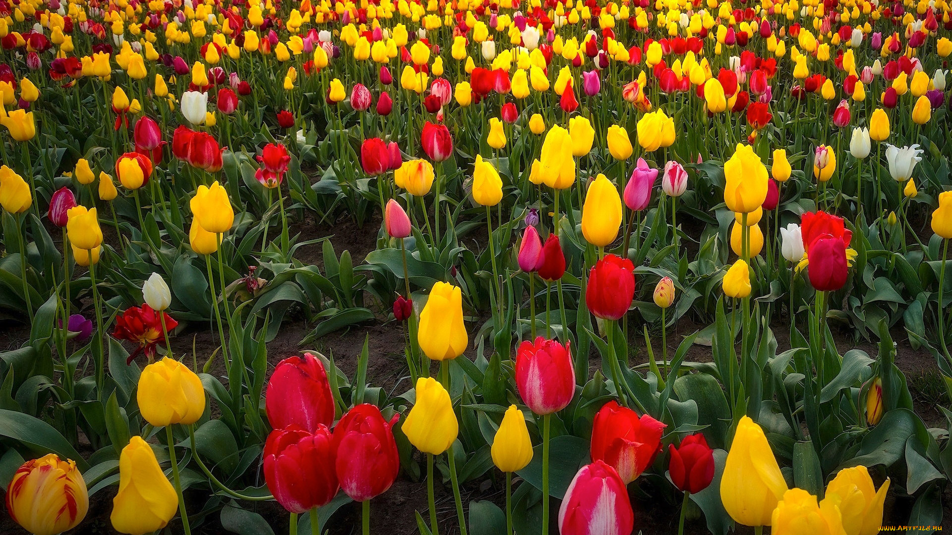цветы, тюльпаны, разноцветные, бутоны