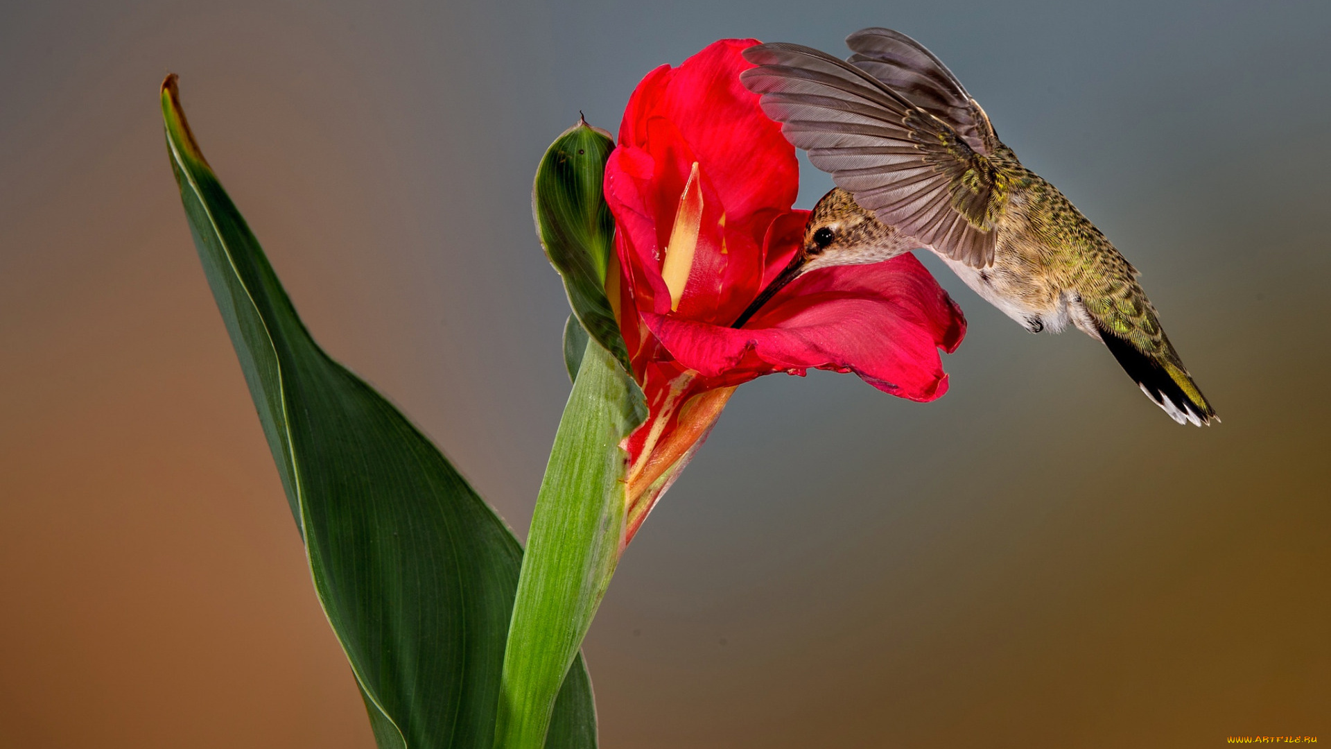 колибри, животные, самая, маленькая, птица, в, мире, да, само, название, птицы, очень, красивое, королева, нектара