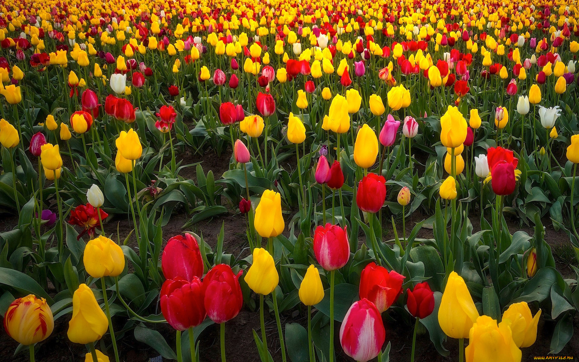 цветы, тюльпаны, разноцветные, бутоны