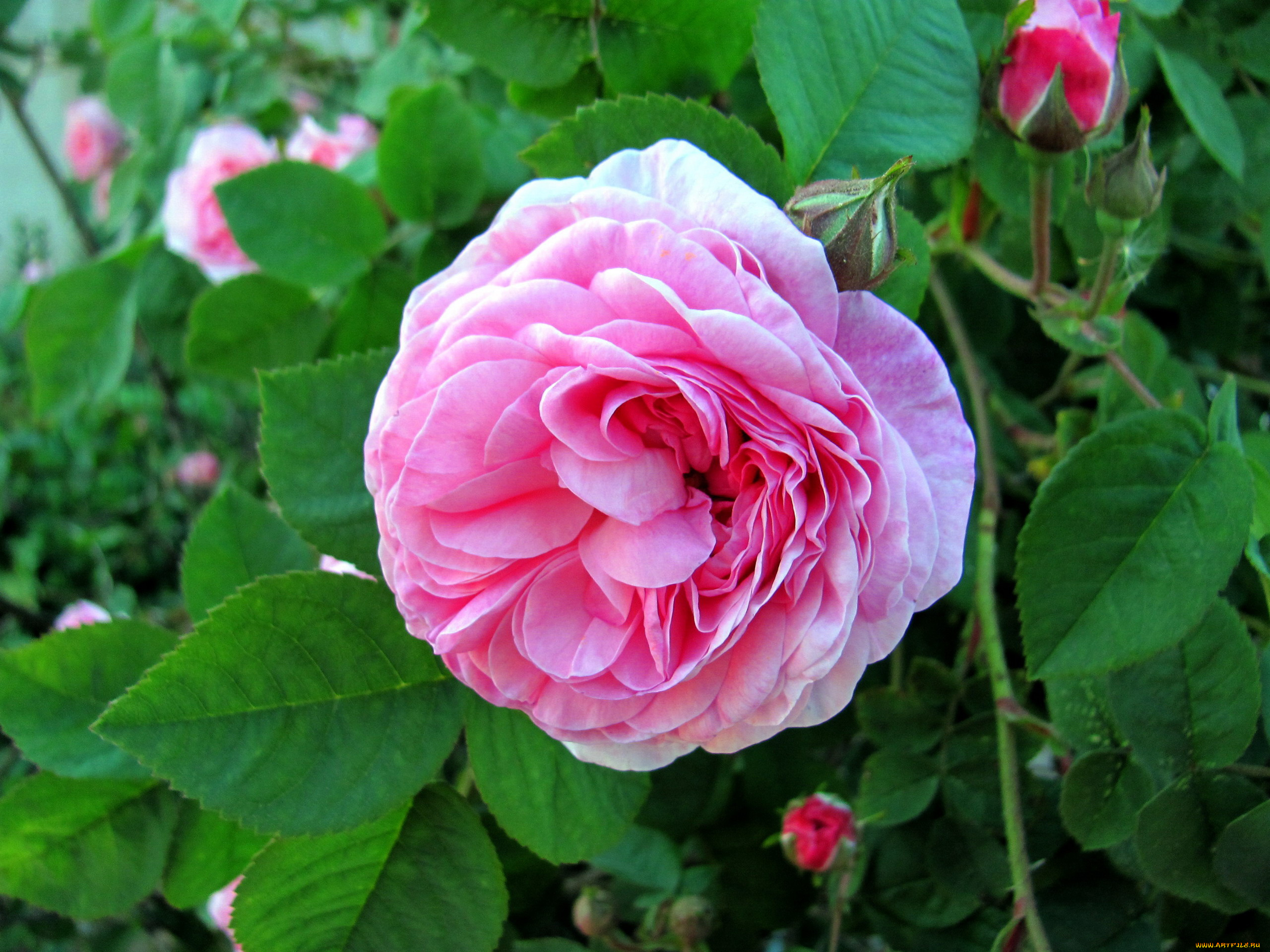 цветы, розы, розовая, роза, бутон