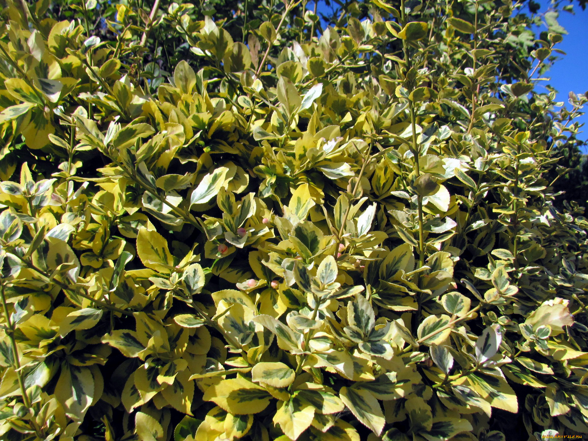 природа, листья, куст, пестрые