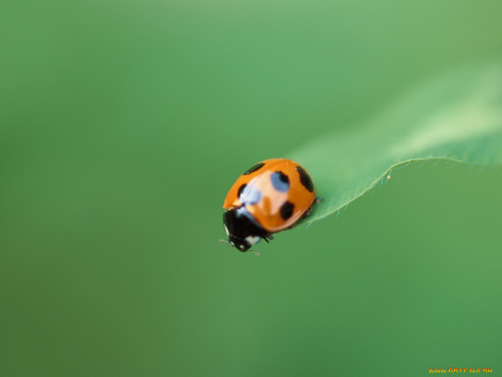 ladybug, животные, божьи, коровки