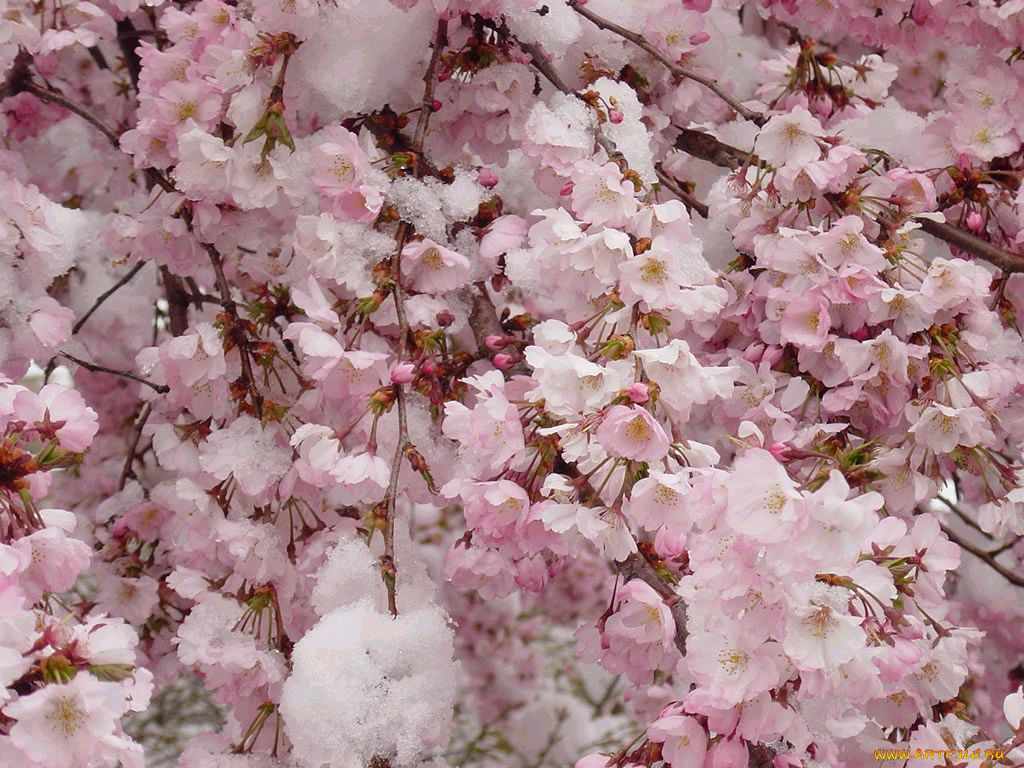 цветы, сакура, вишня