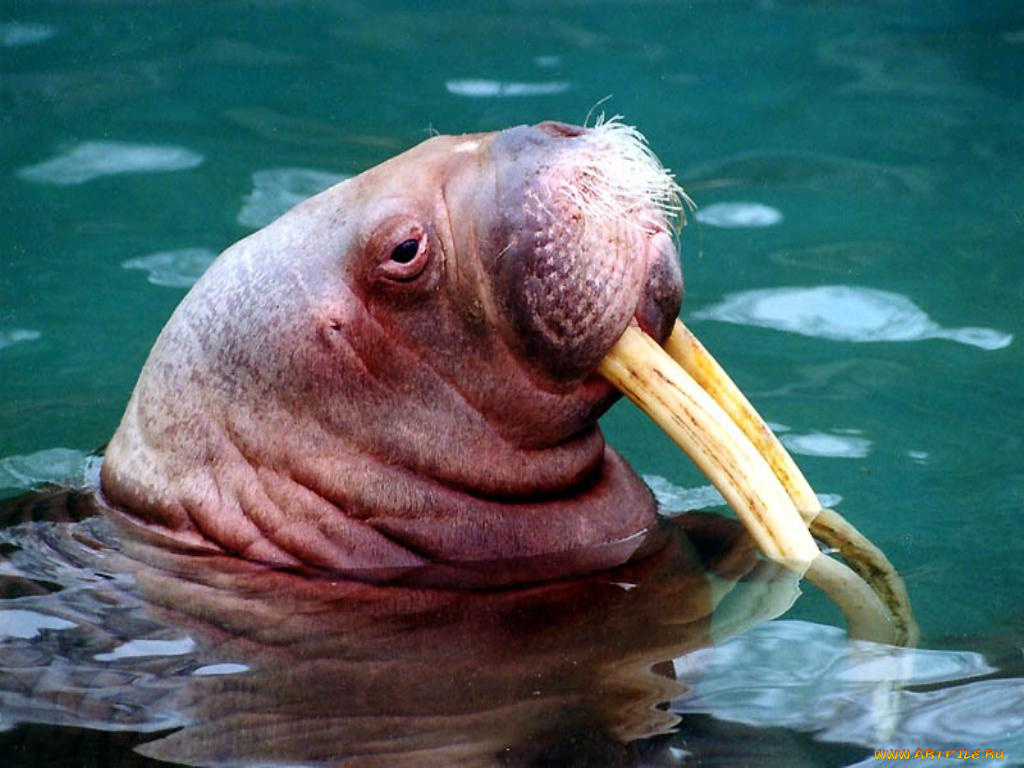 животные, моржи