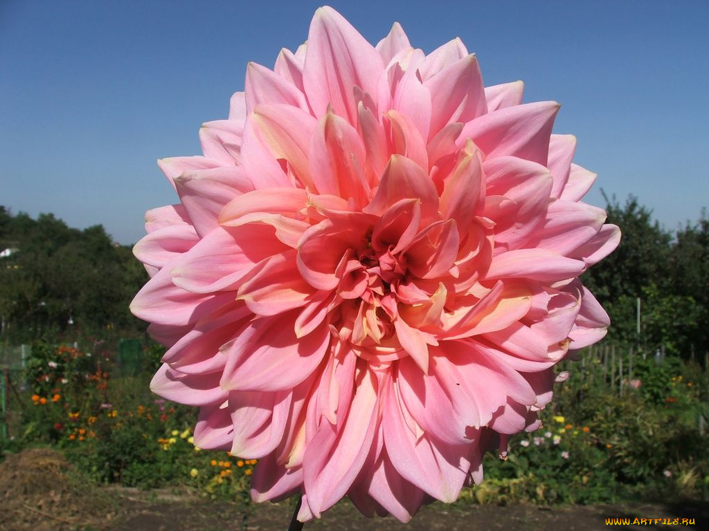 цветы, георгины