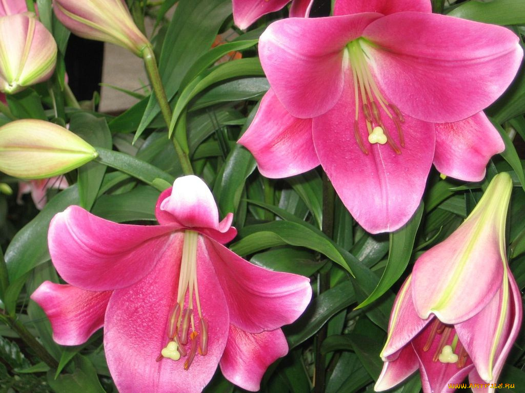 цветы, лилии, лилейники