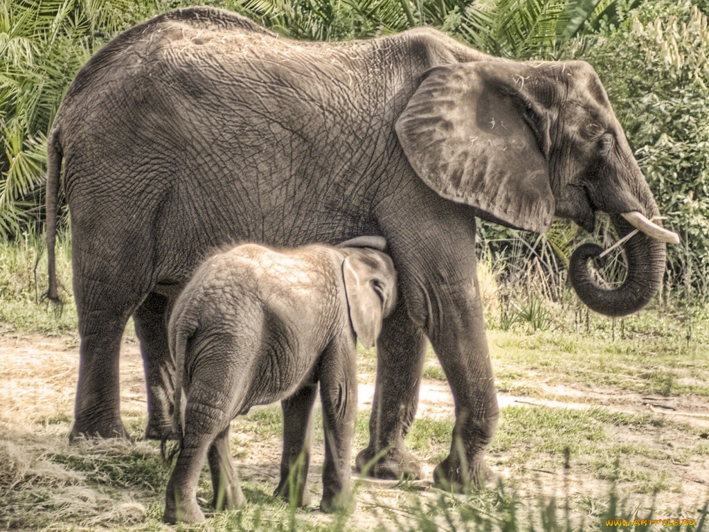 животные, слоны