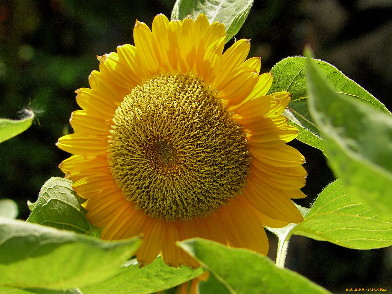 цветы, подсолнухи