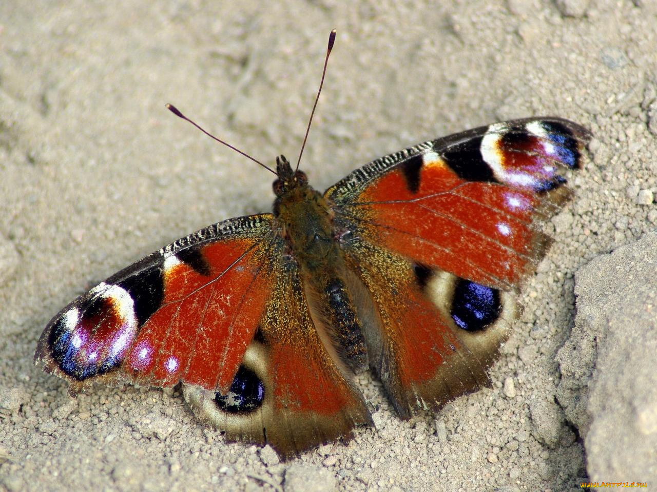 животные, бабочки
