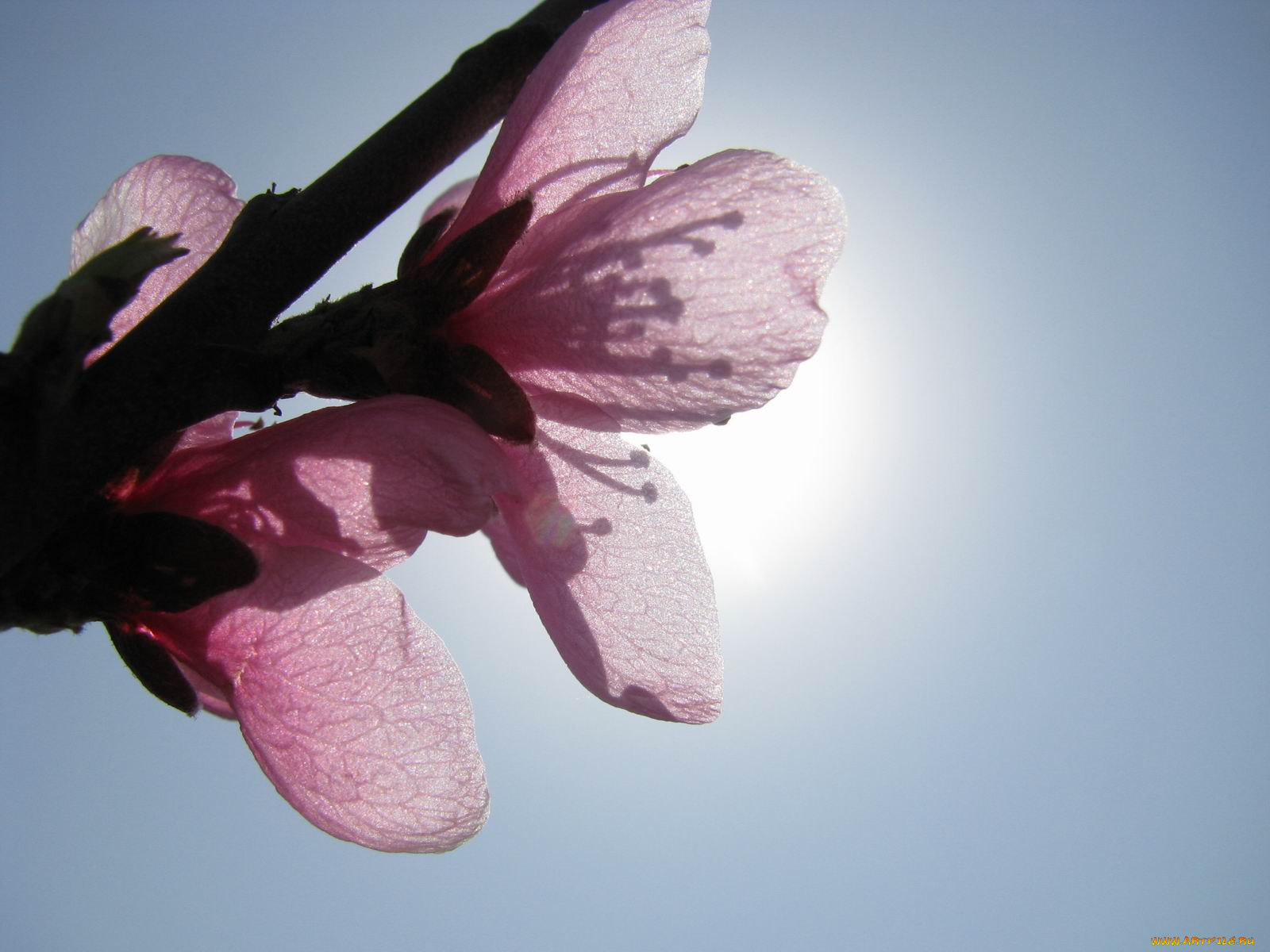 цветы, цветущие, деревья, кустарники