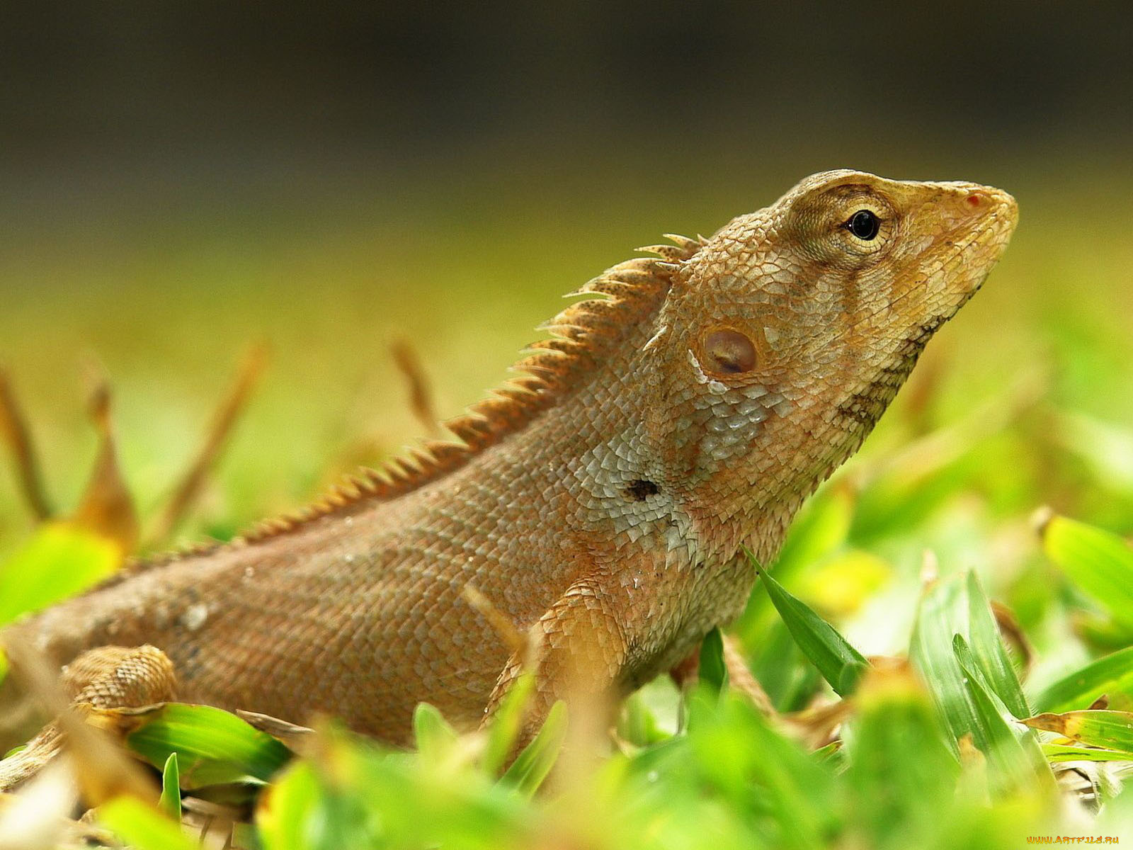 животные, Ящерицы, игуаны, вараны