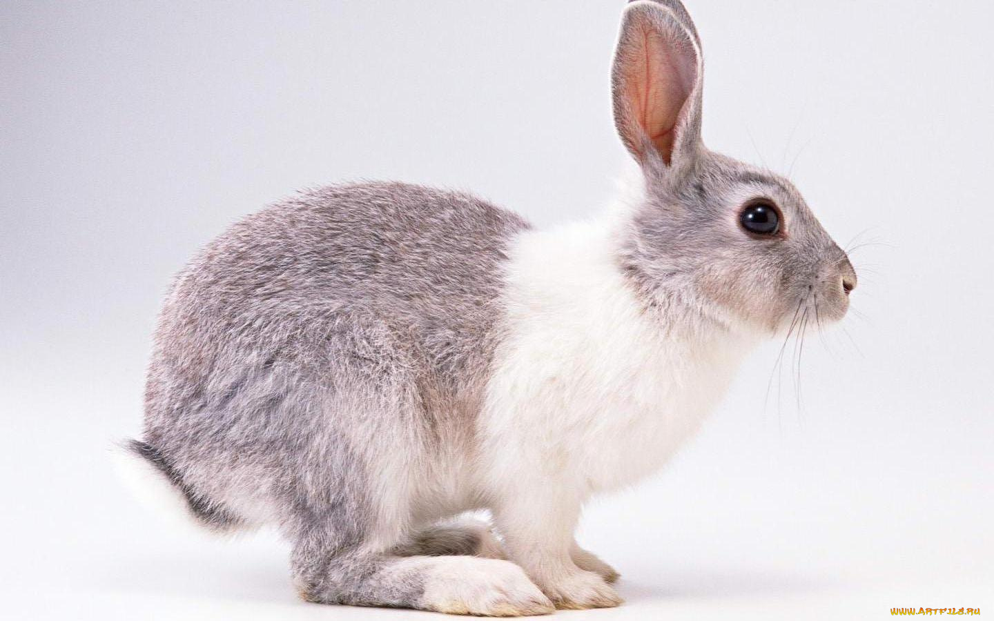 животные, кролики, зайцы