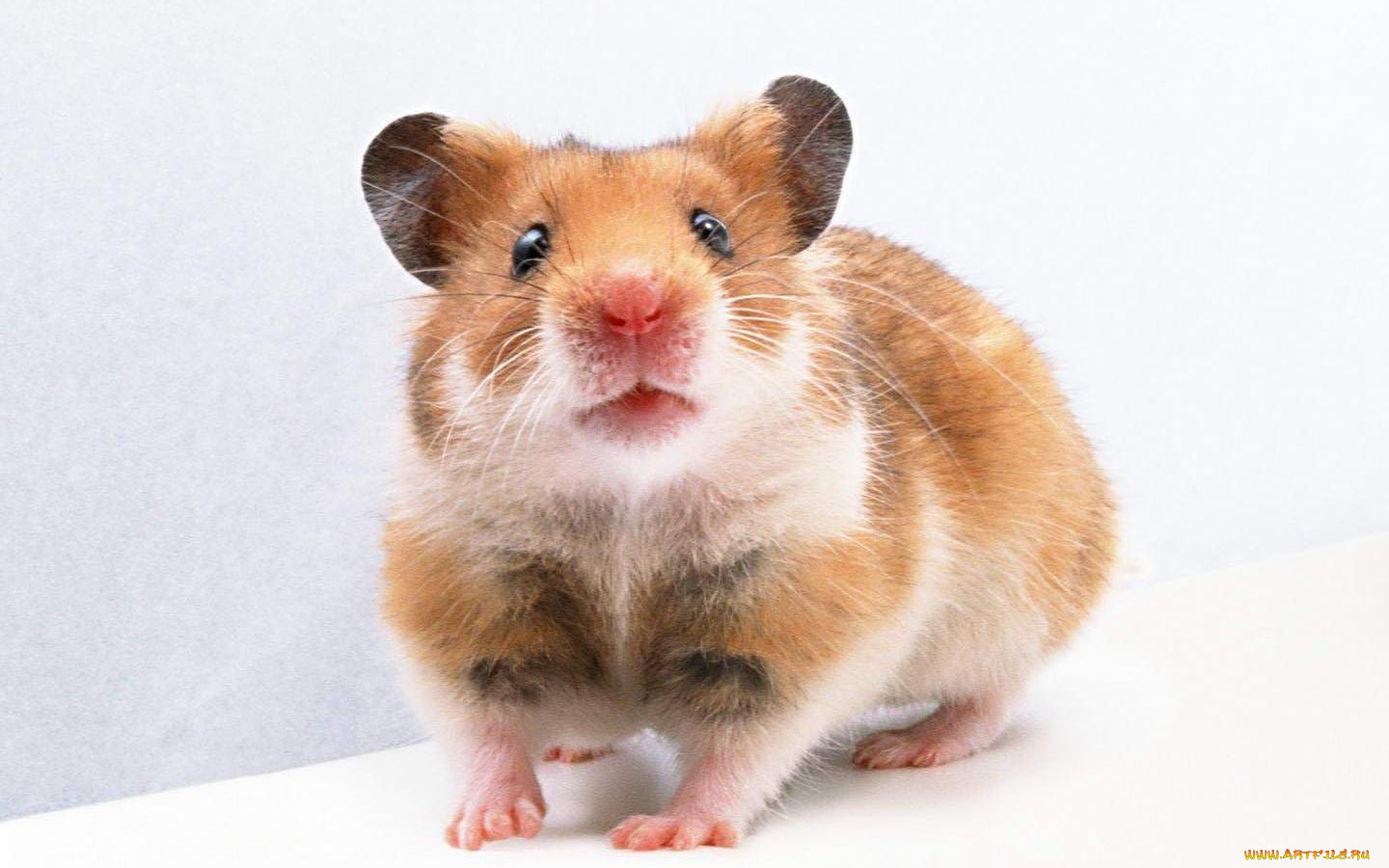 животные, морские, свинки, хомяки