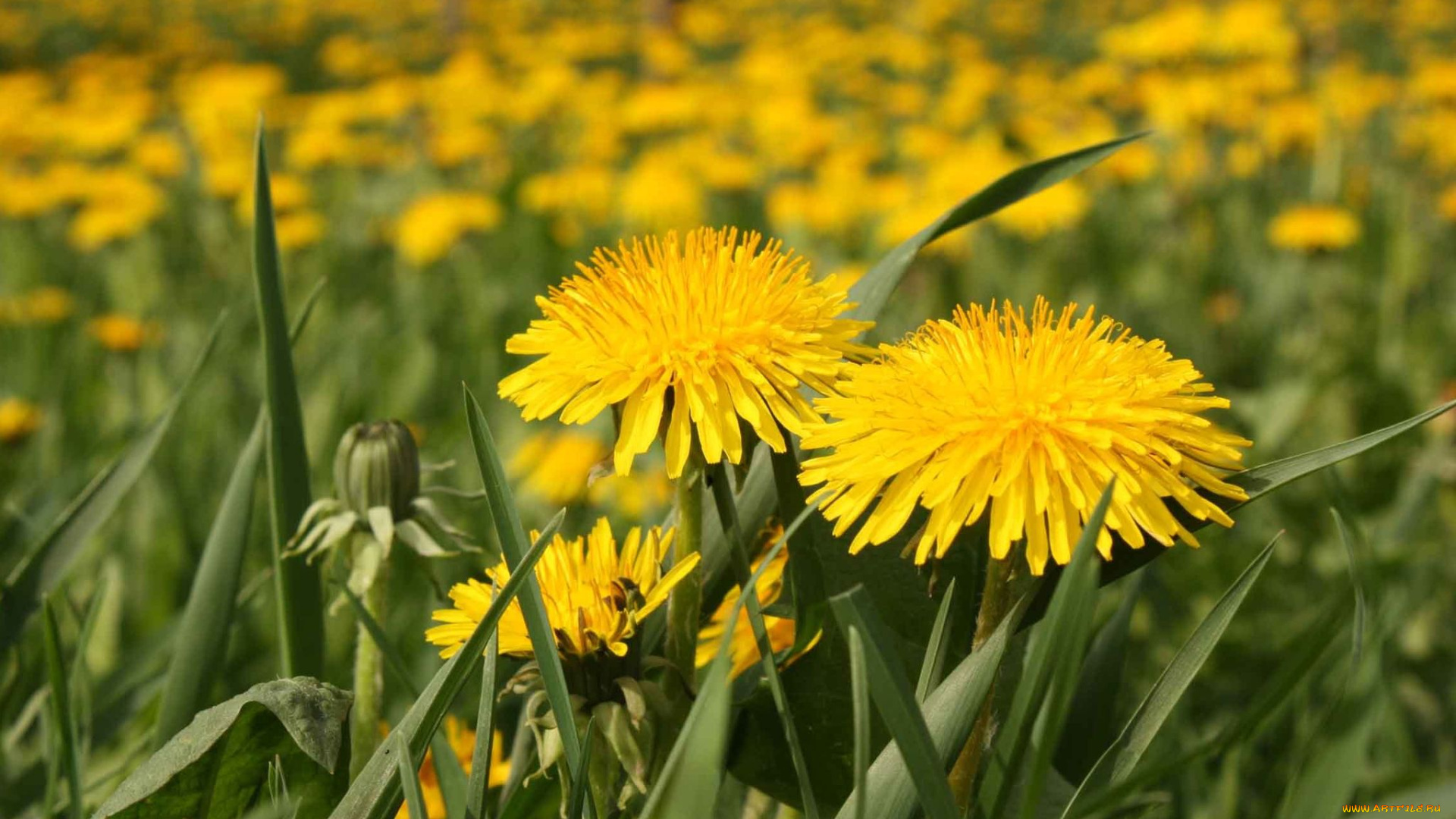 цветы, одуванчики