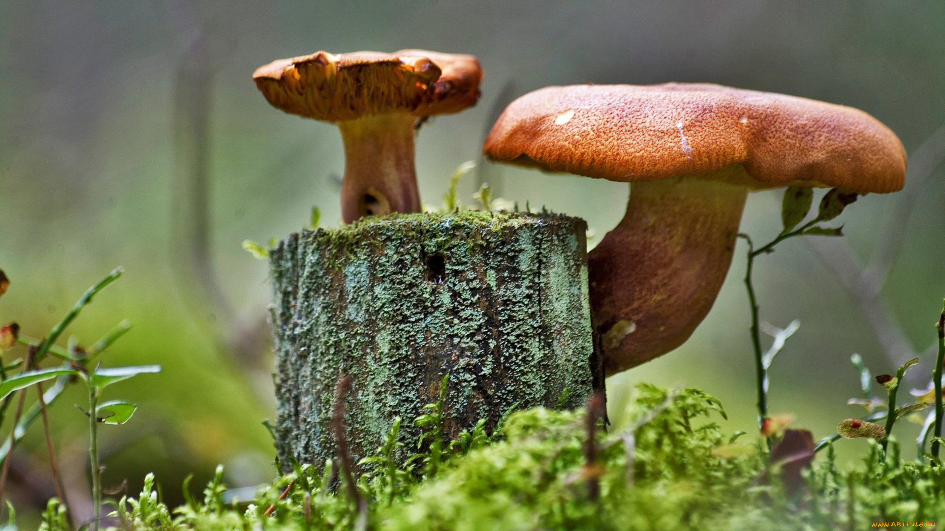 природа, грибы