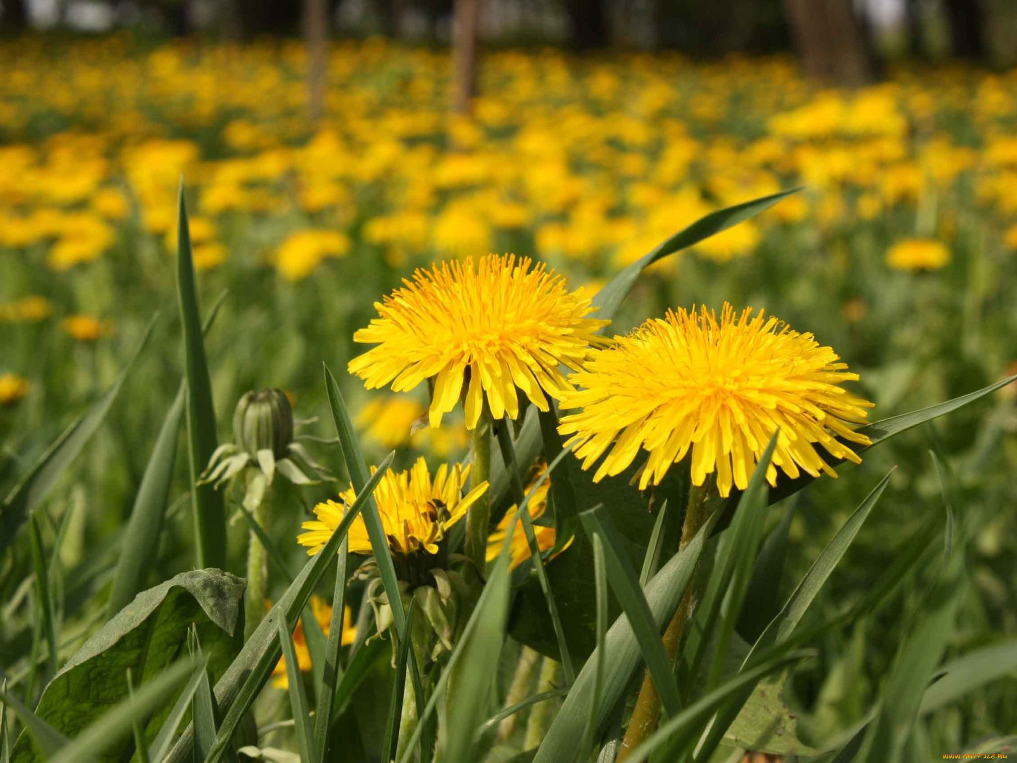 цветы, одуванчики