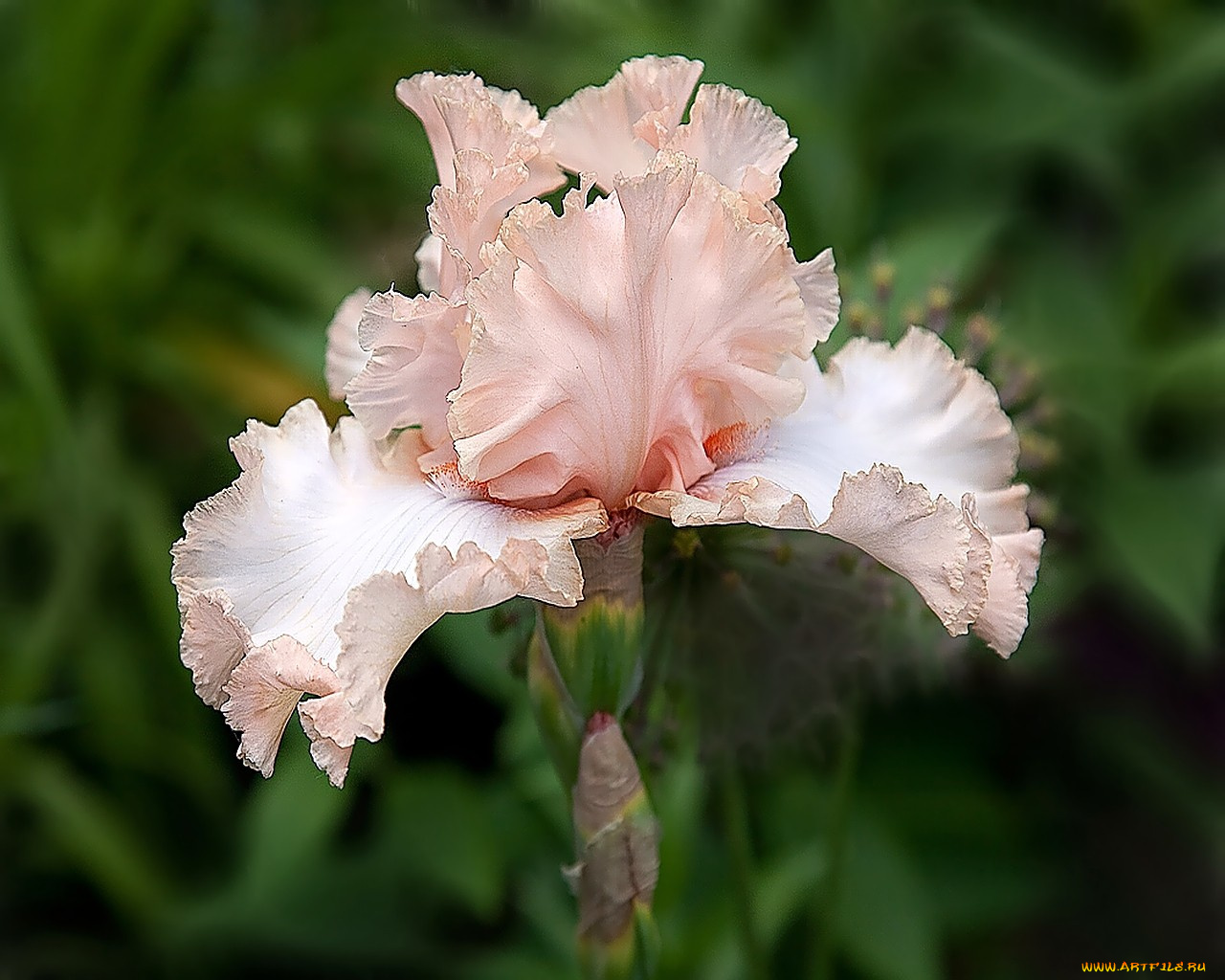 цветы, ирисы