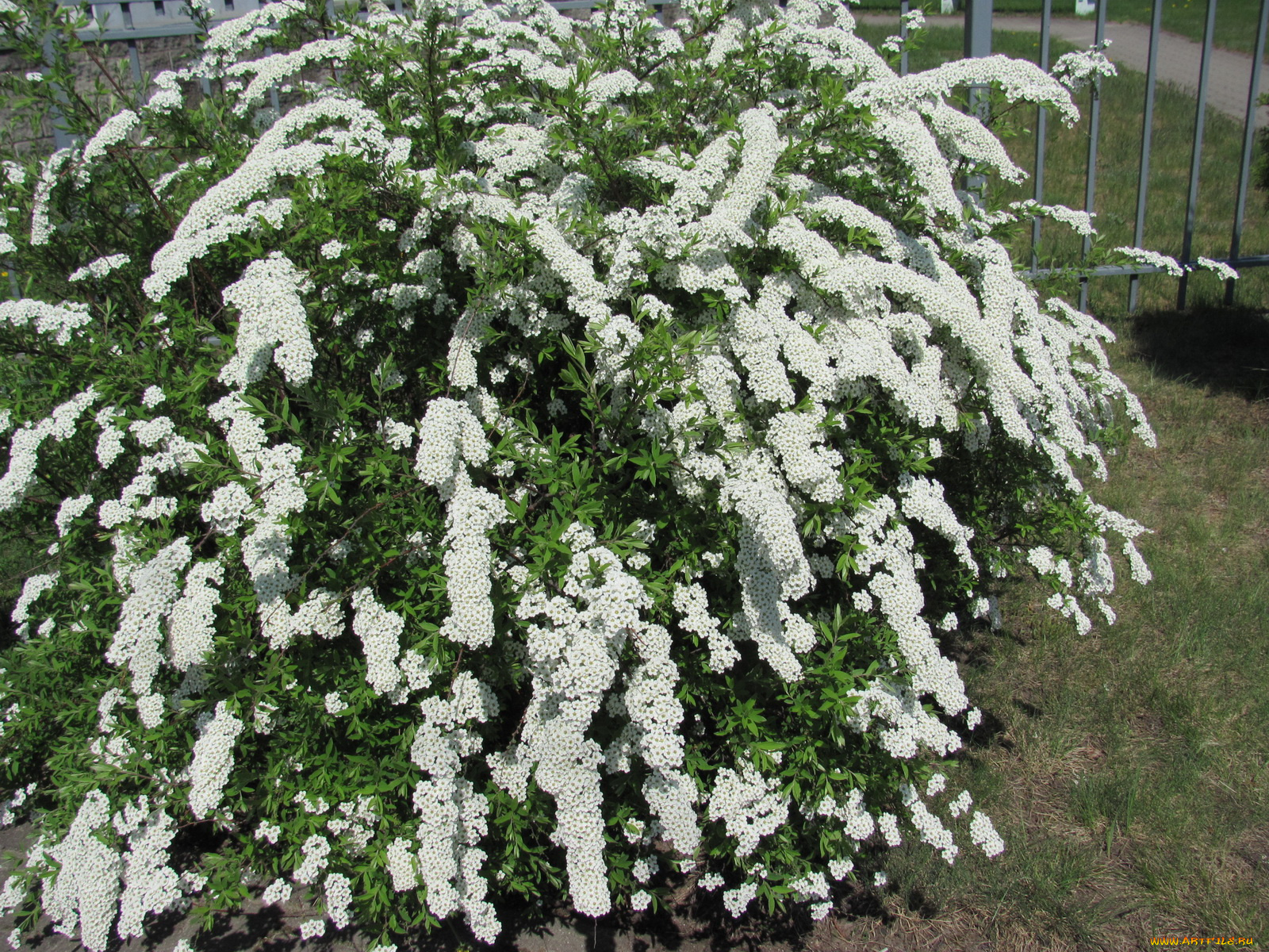 цветы, цветущие, деревья, кустарники