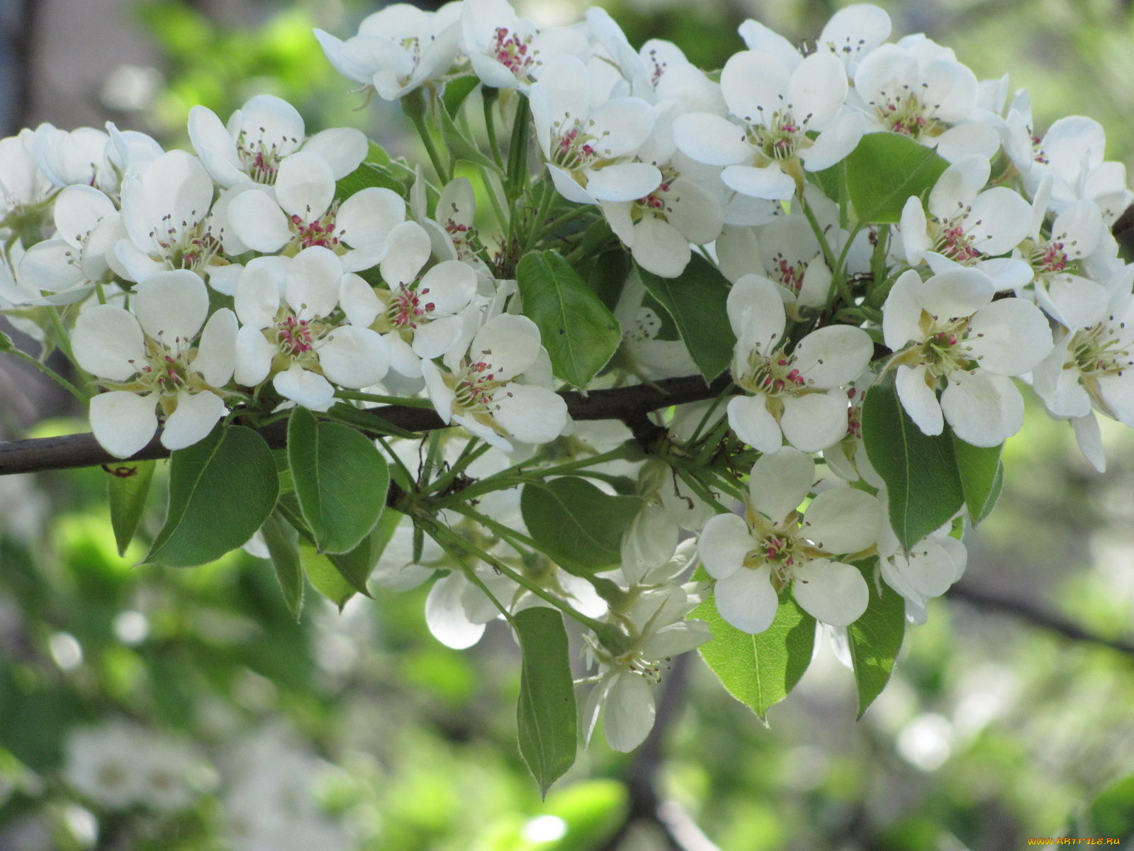 цветы, цветущие, деревья, кустарники