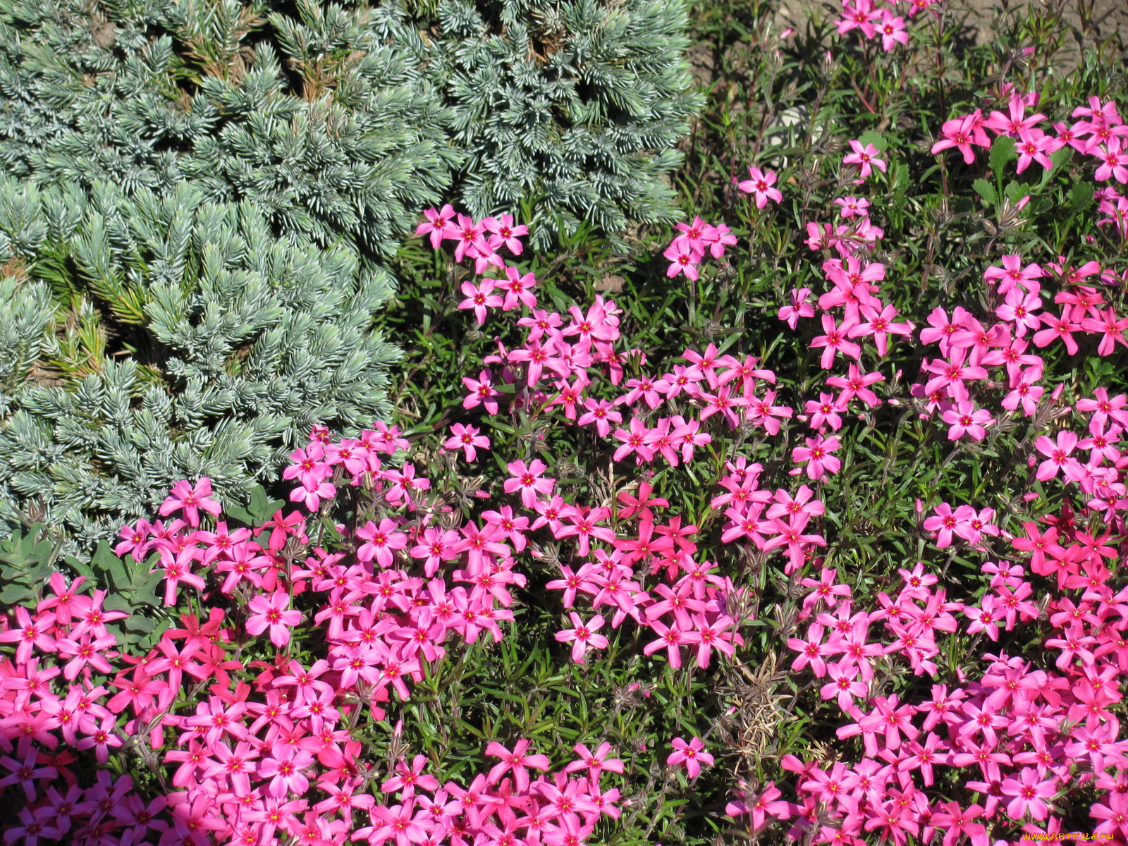 цветы, флоксы