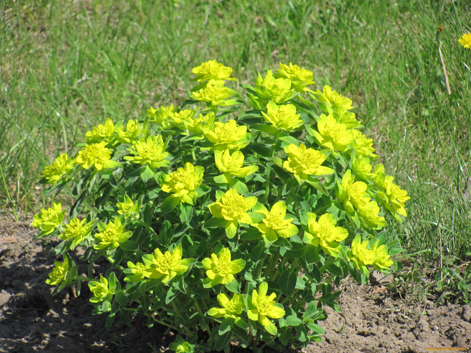 цветы, молочай