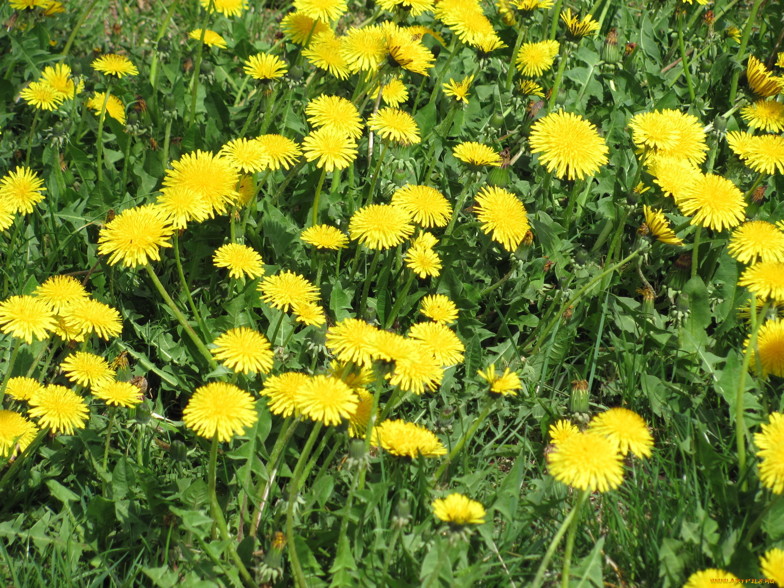 цветы, одуванчики