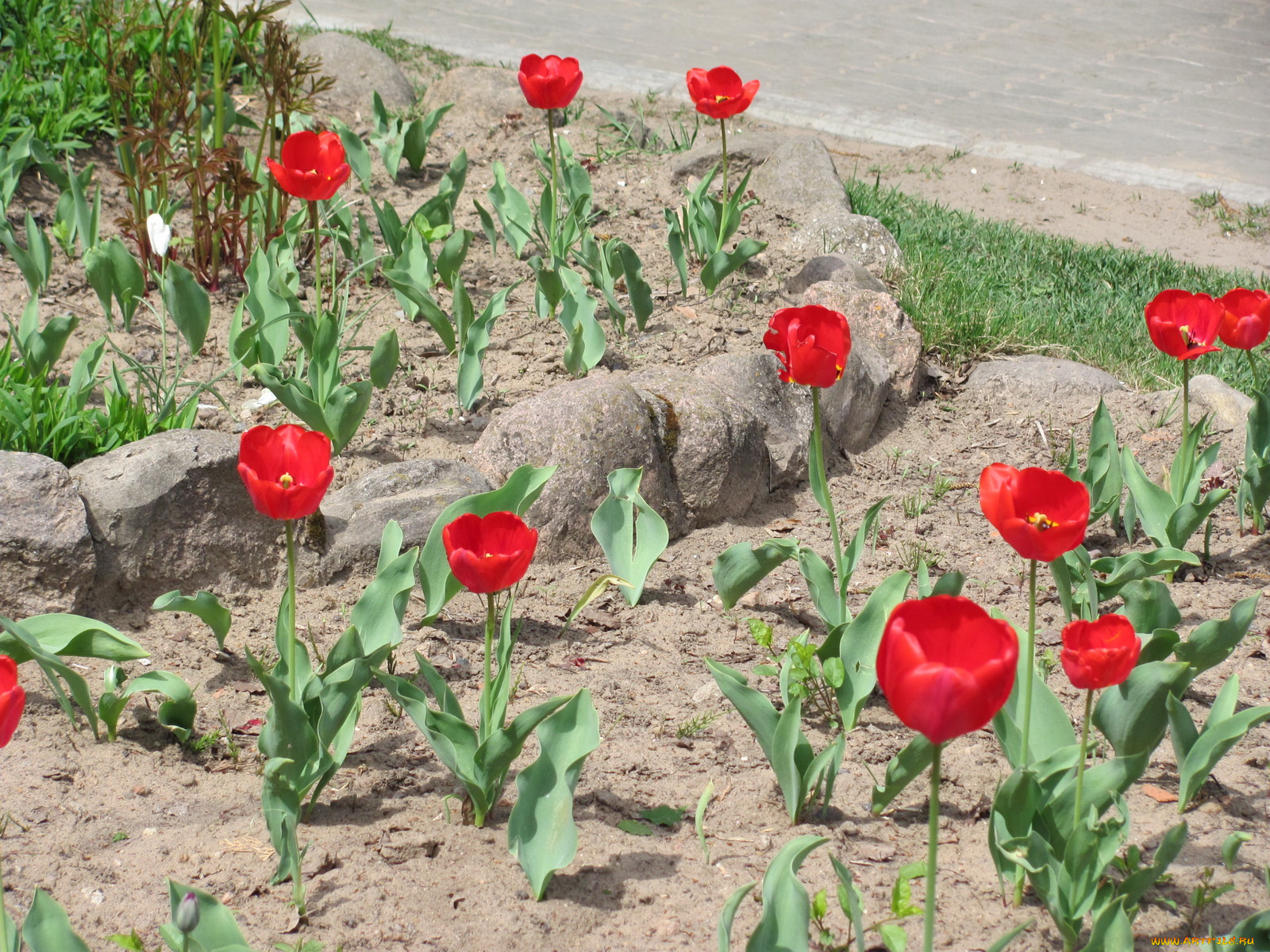 цветы, тюльпаны