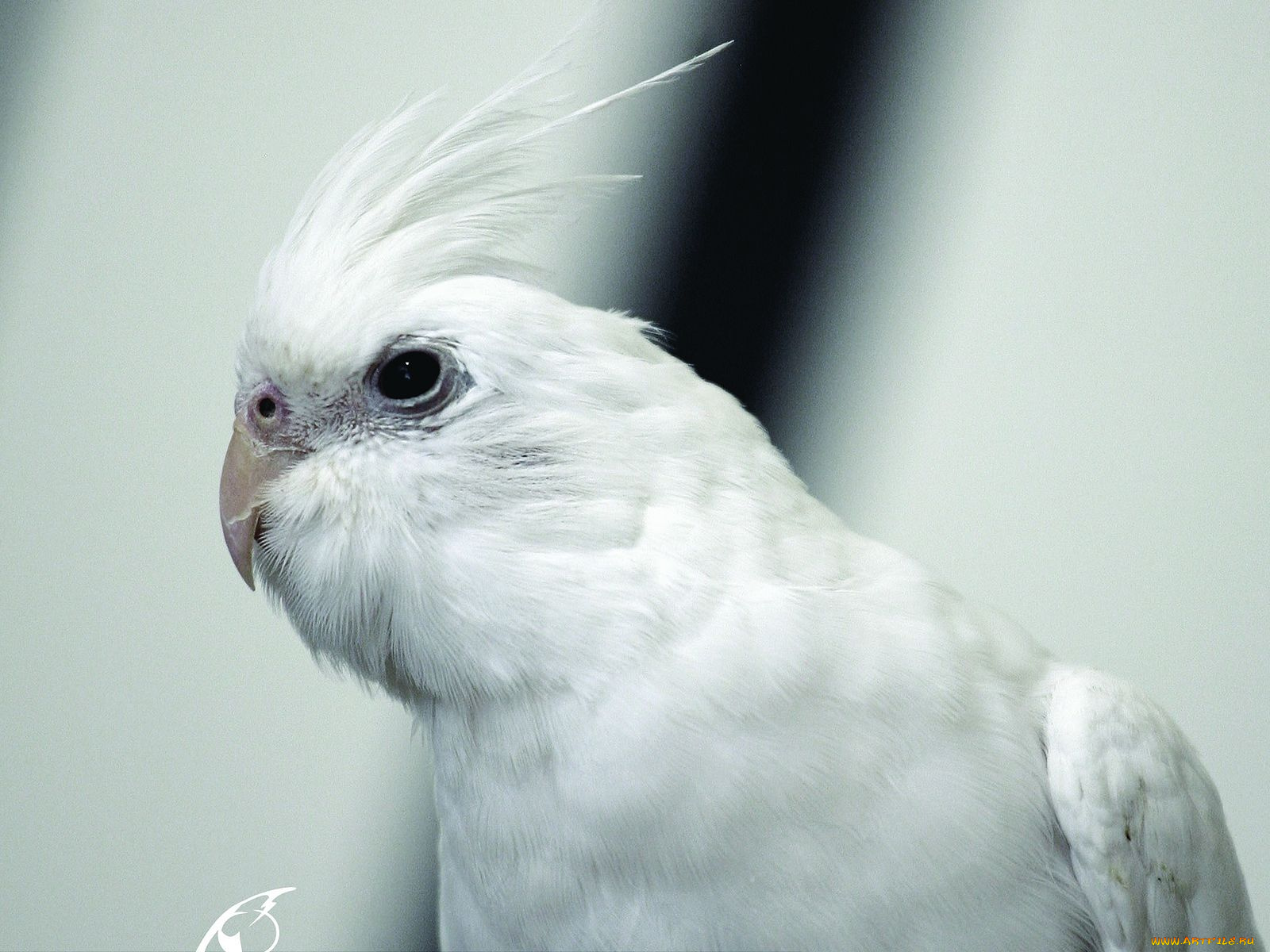 животные, попугаи