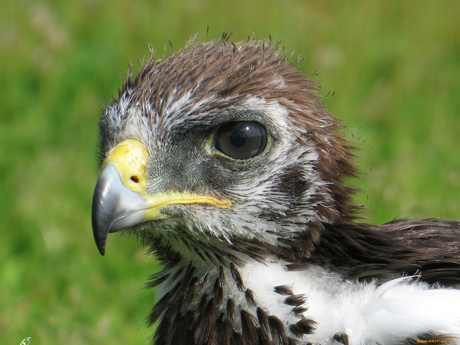 животные, птицы, хищники