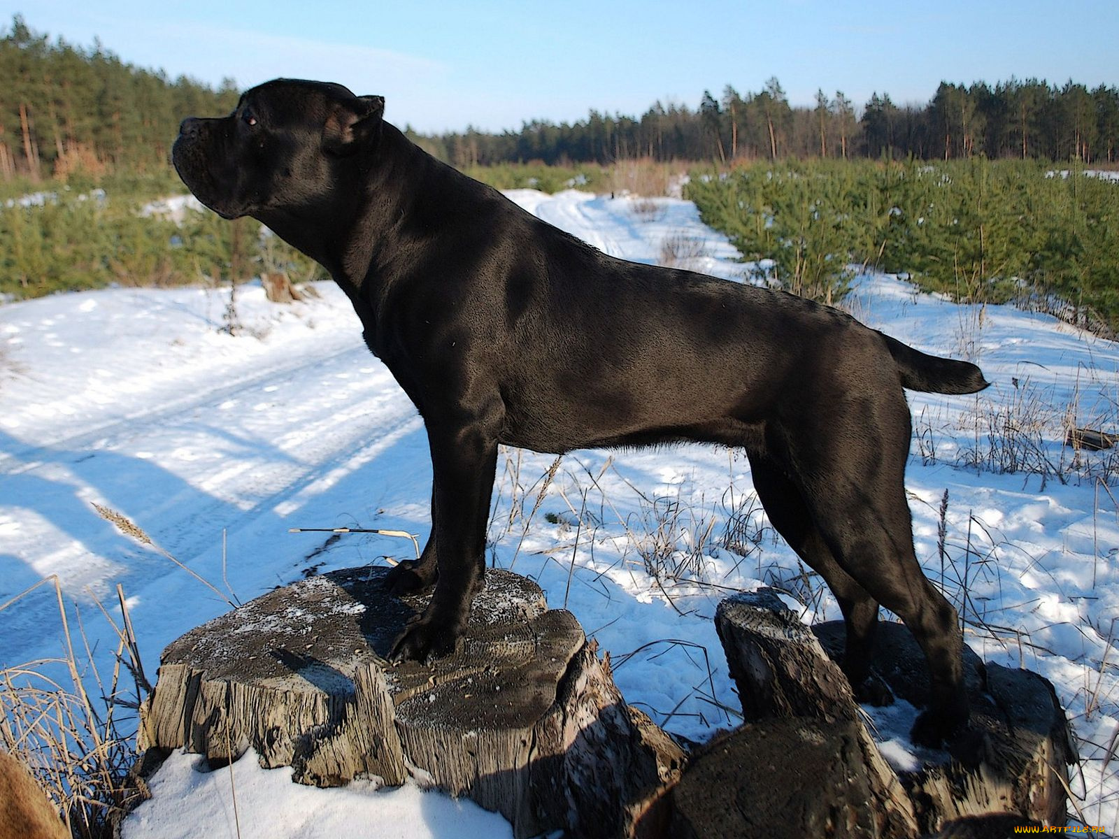 животные, собаки