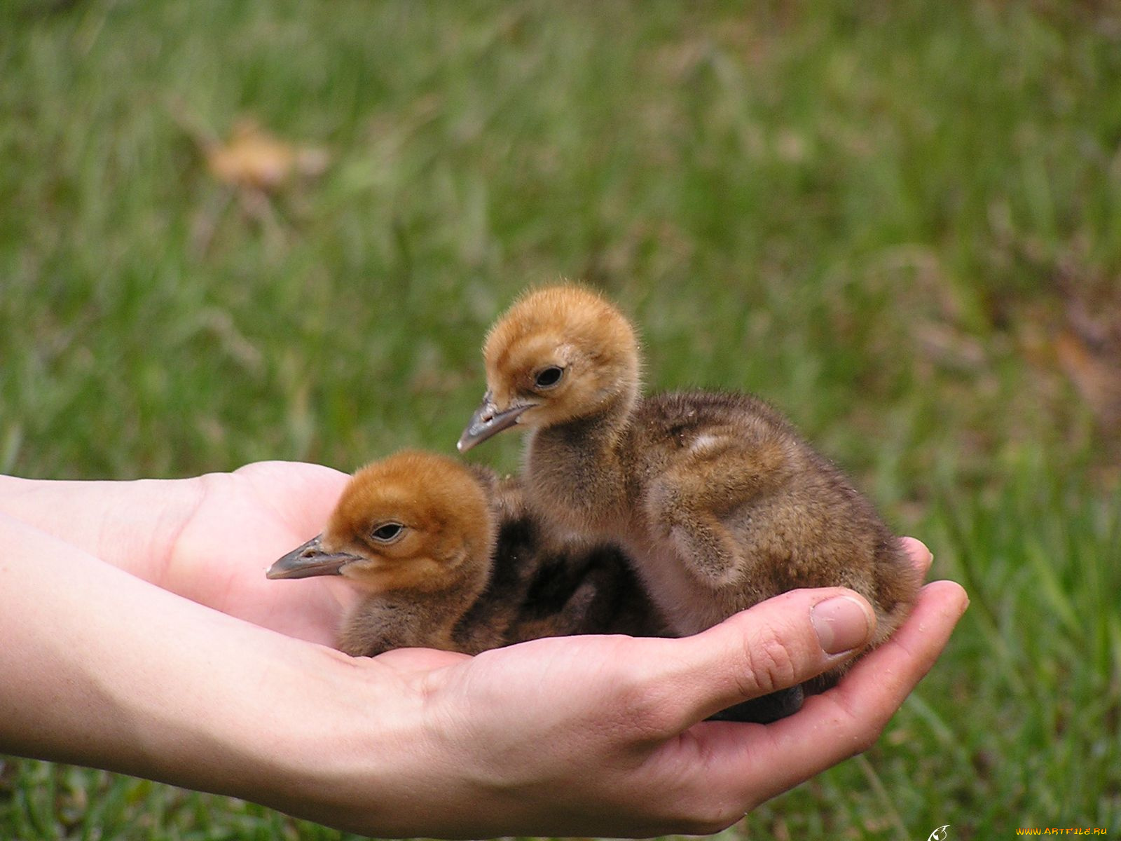 животные, утки