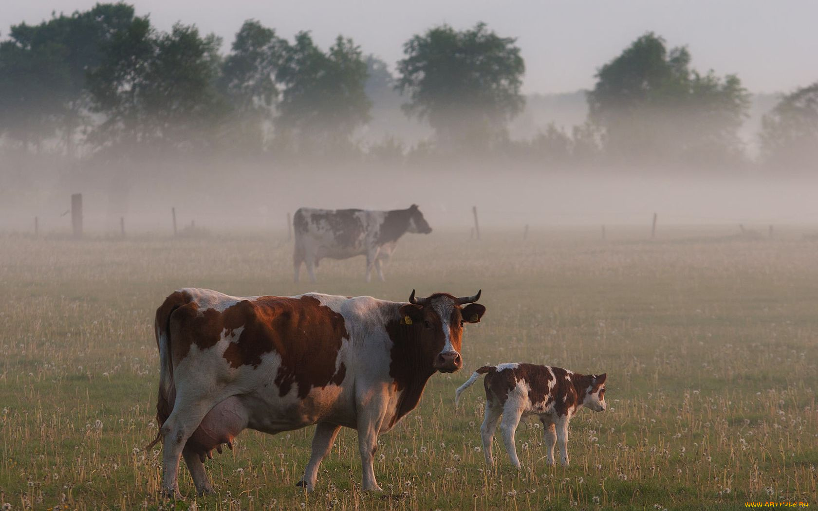 животные, коровы, буйволы