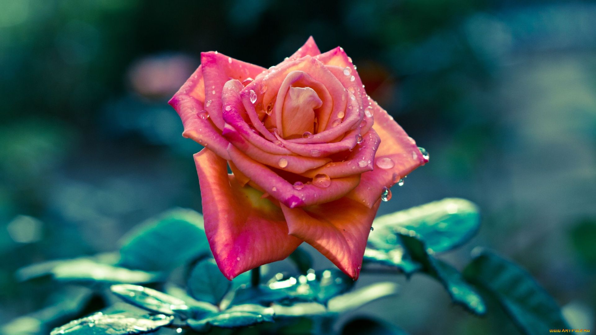 цветы, розы