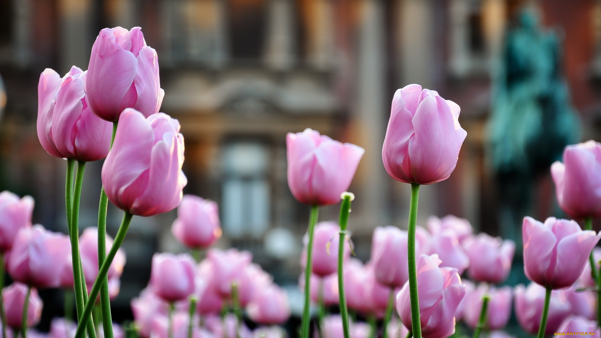 цветы, тюльпаны