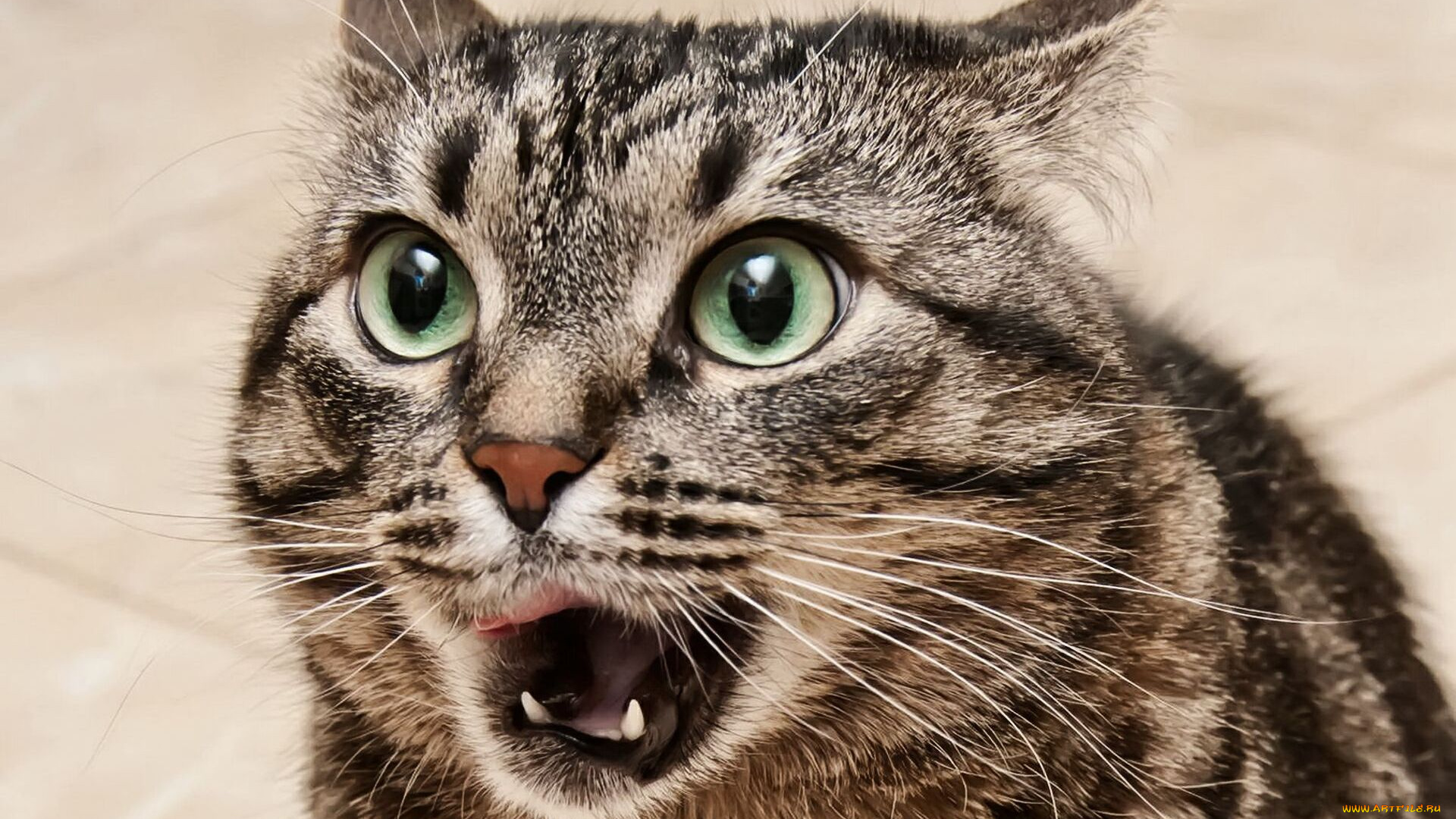 животные, коты