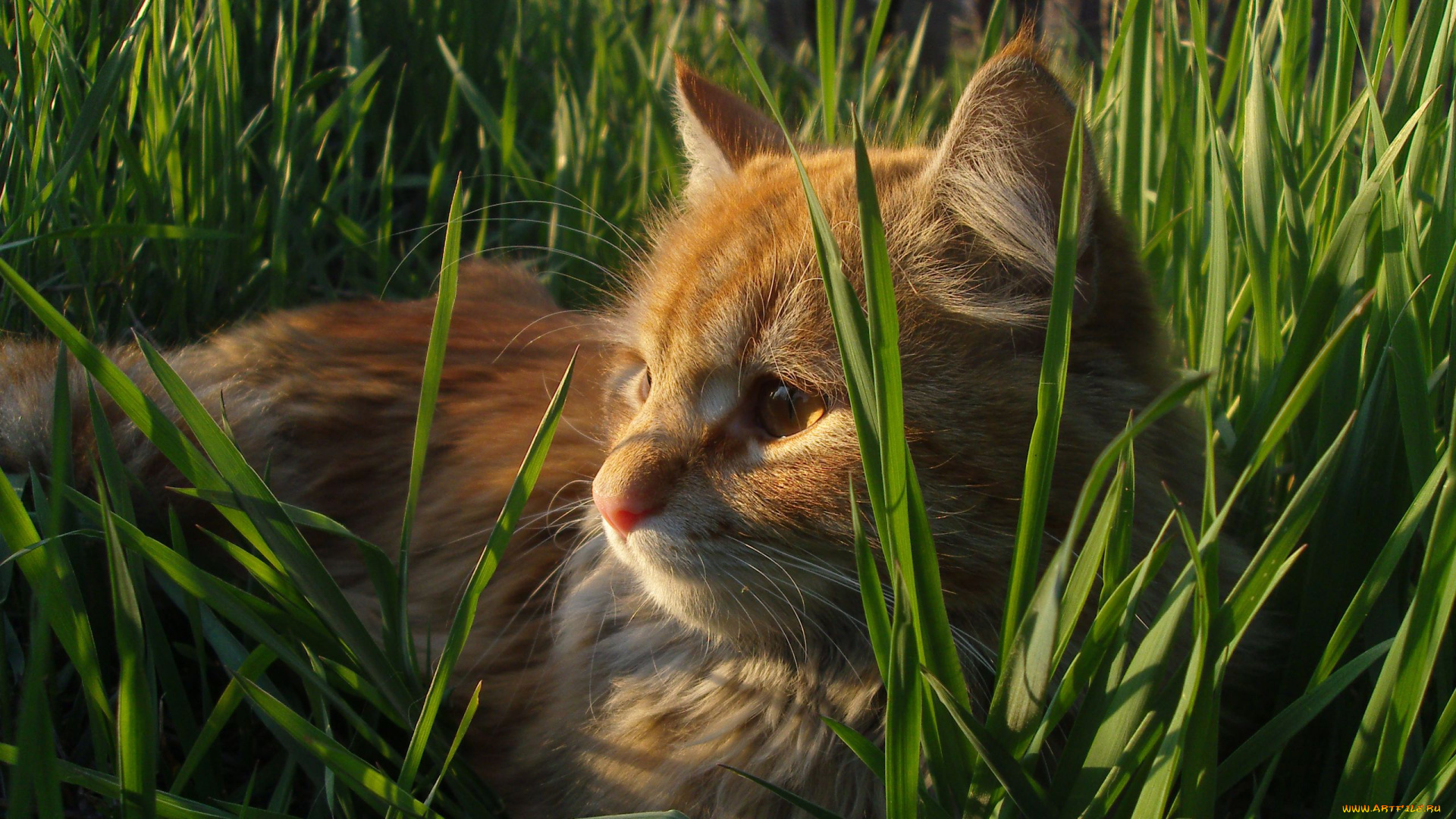 животные, коты