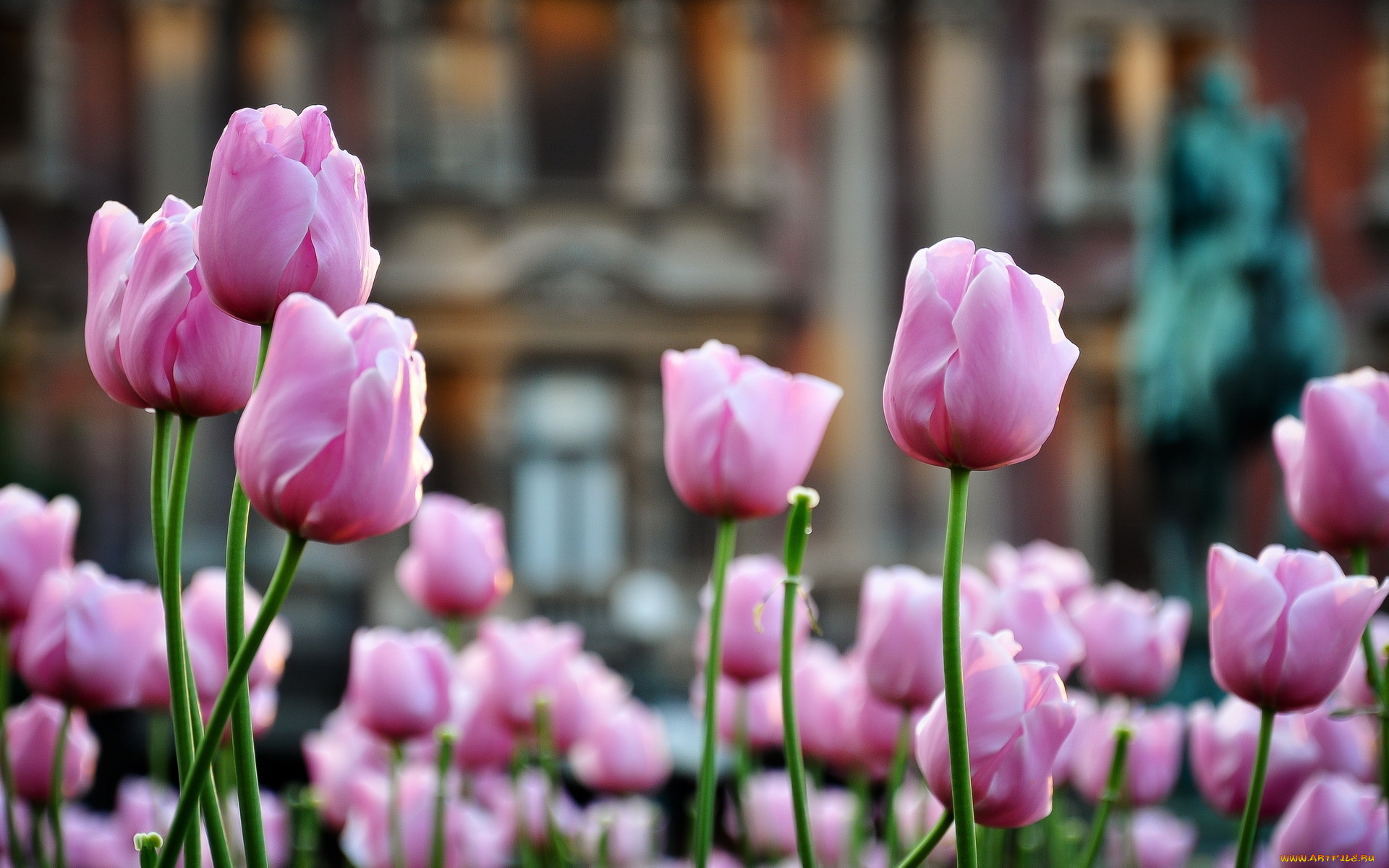 цветы, тюльпаны