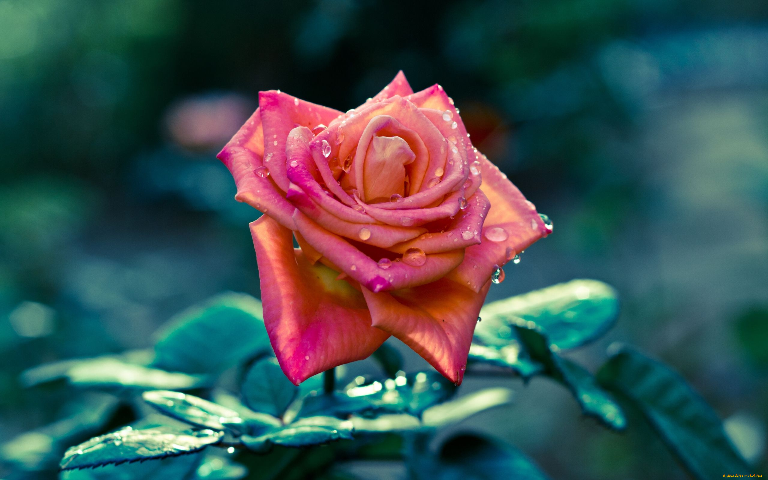 цветы, розы