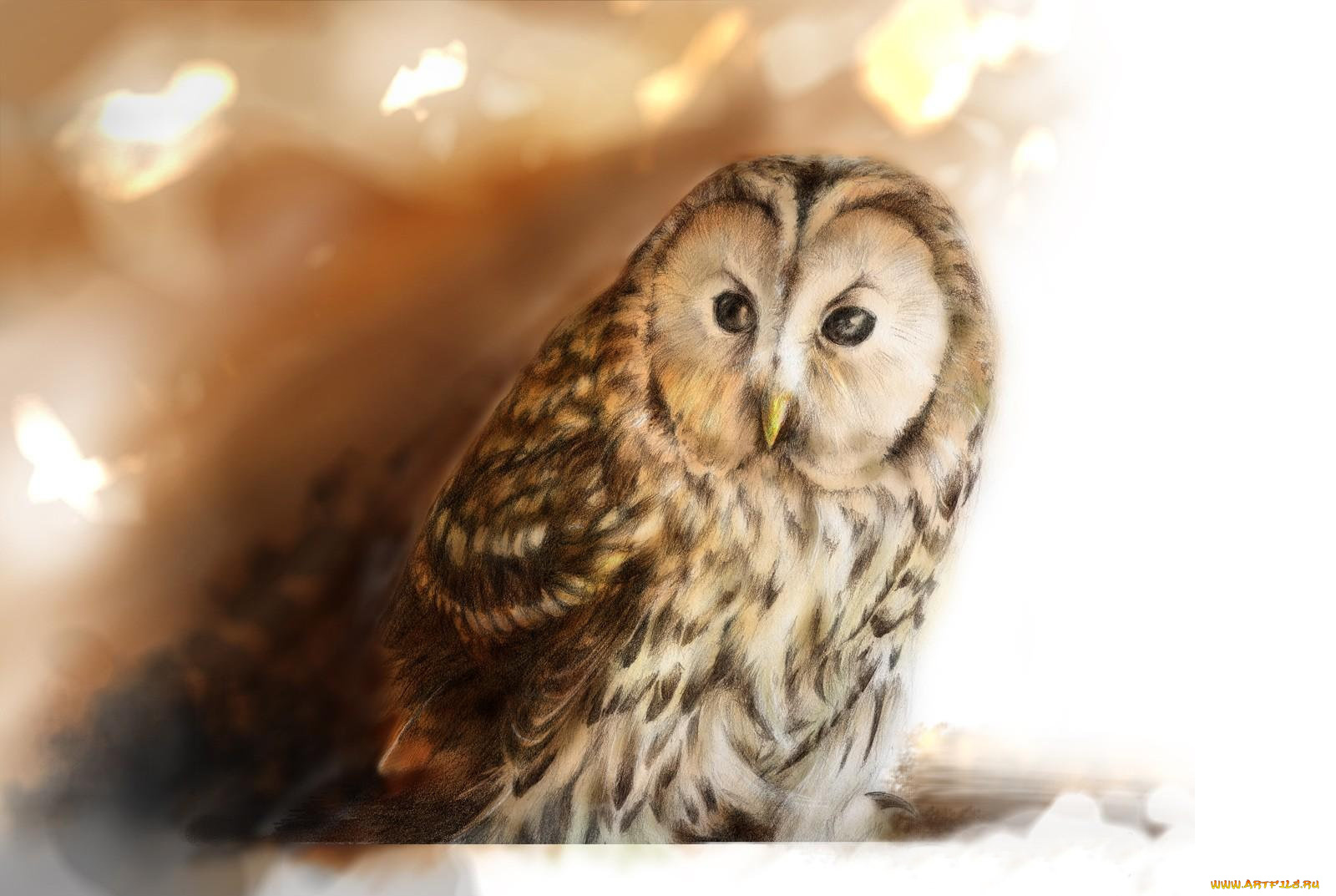 рисованные, животные, птицы, совы, филины, взгляд