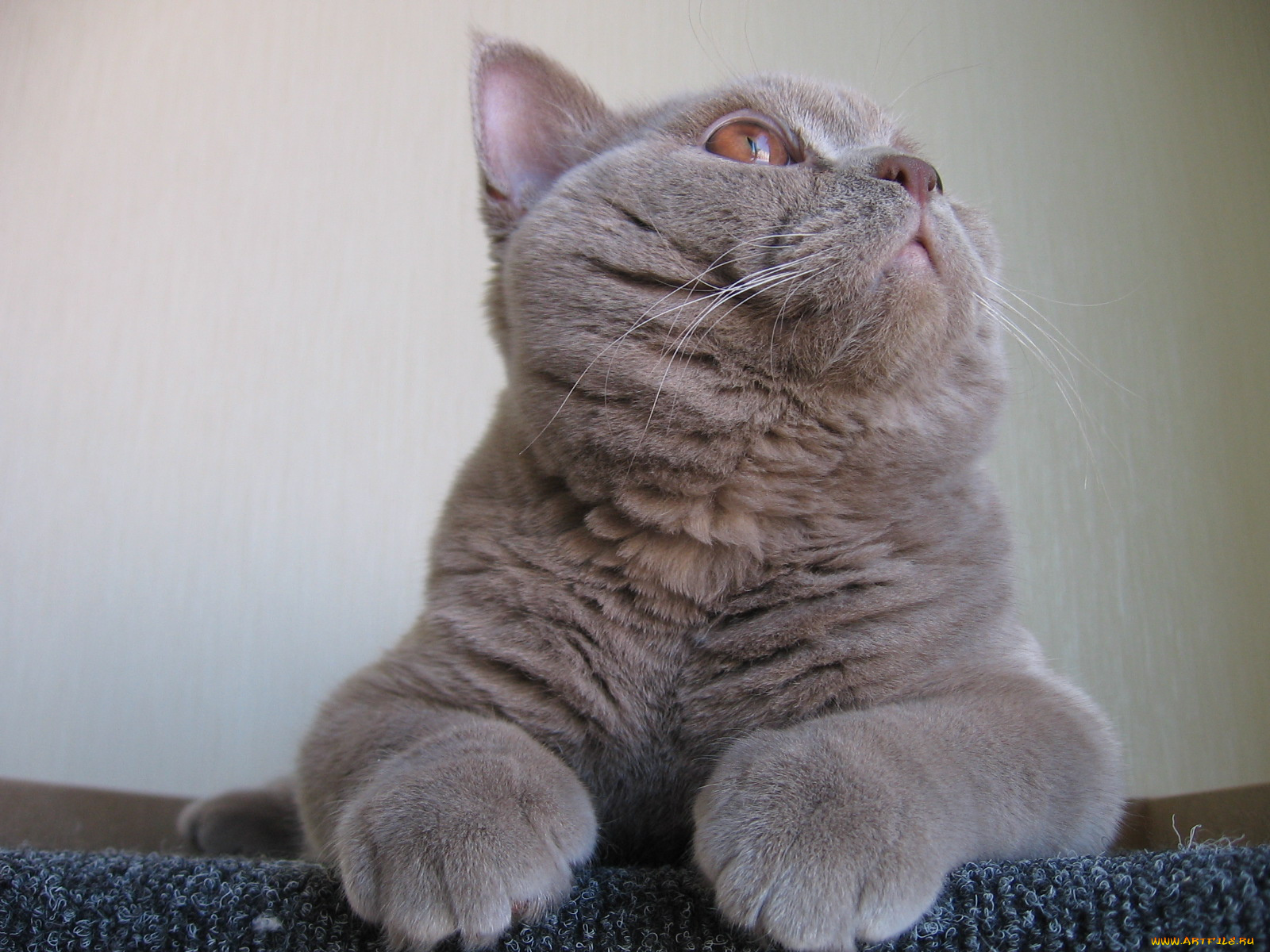 животные, коты, британец