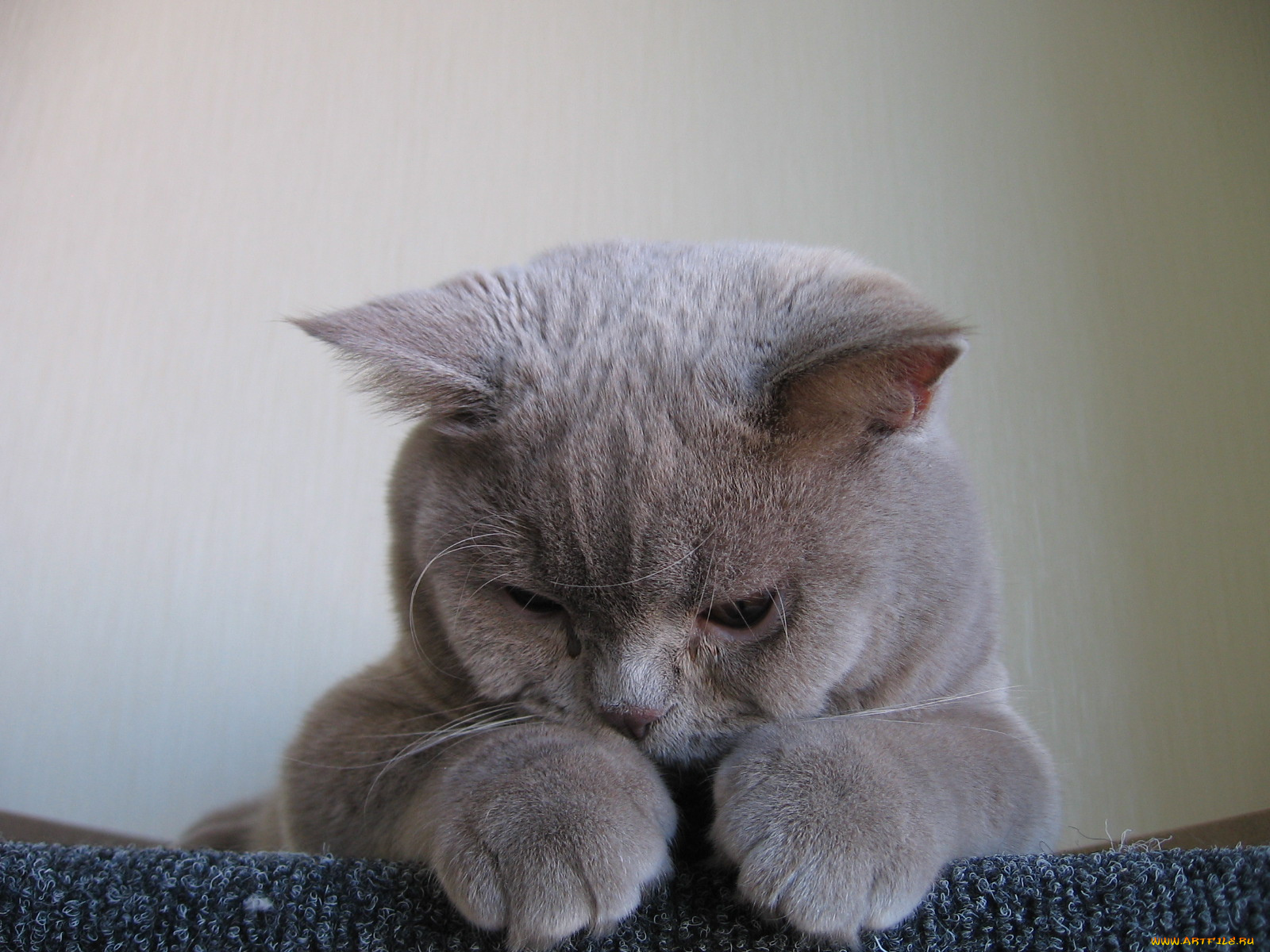 животные, коты, британец