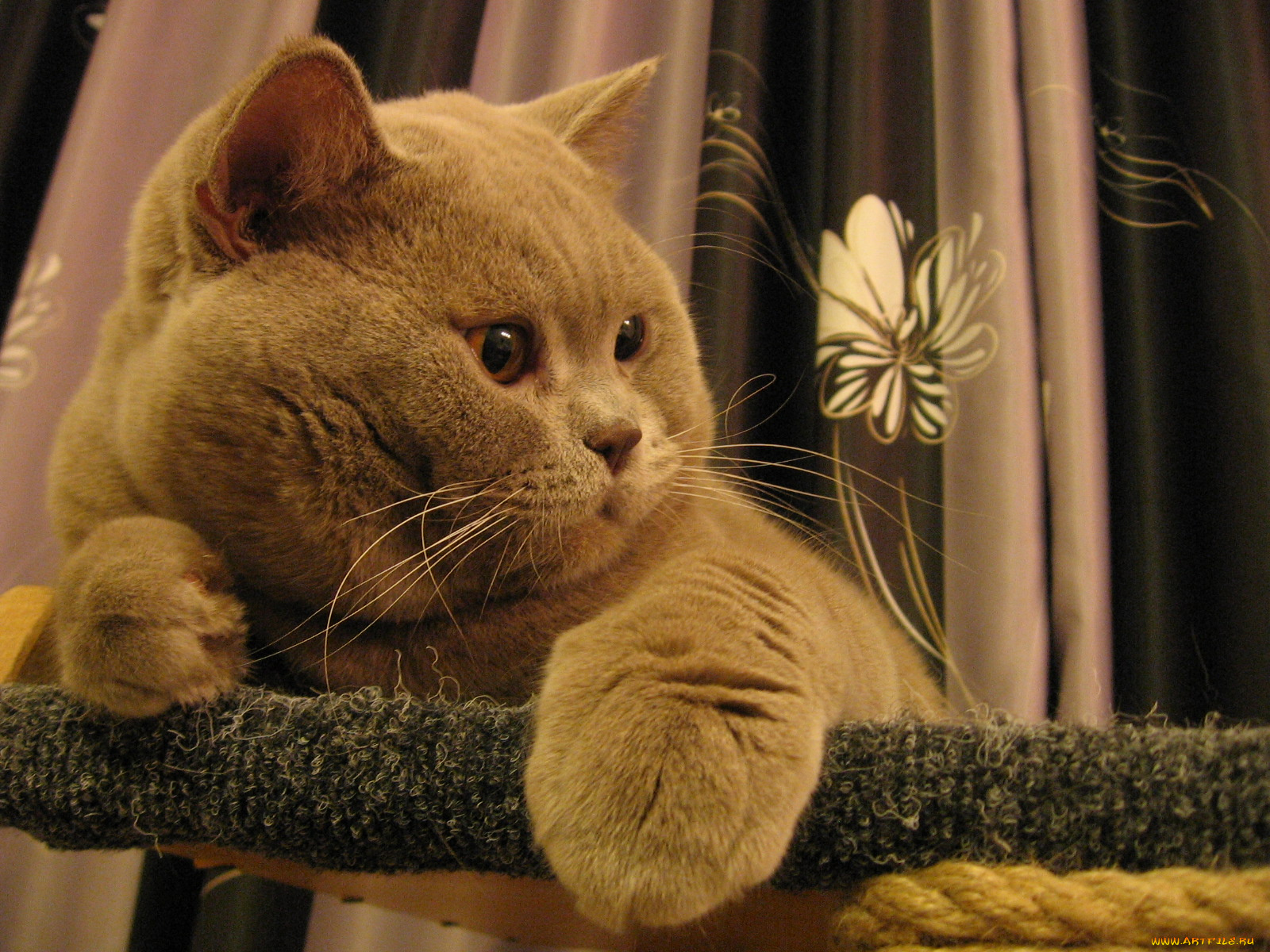 животные, коты, британец