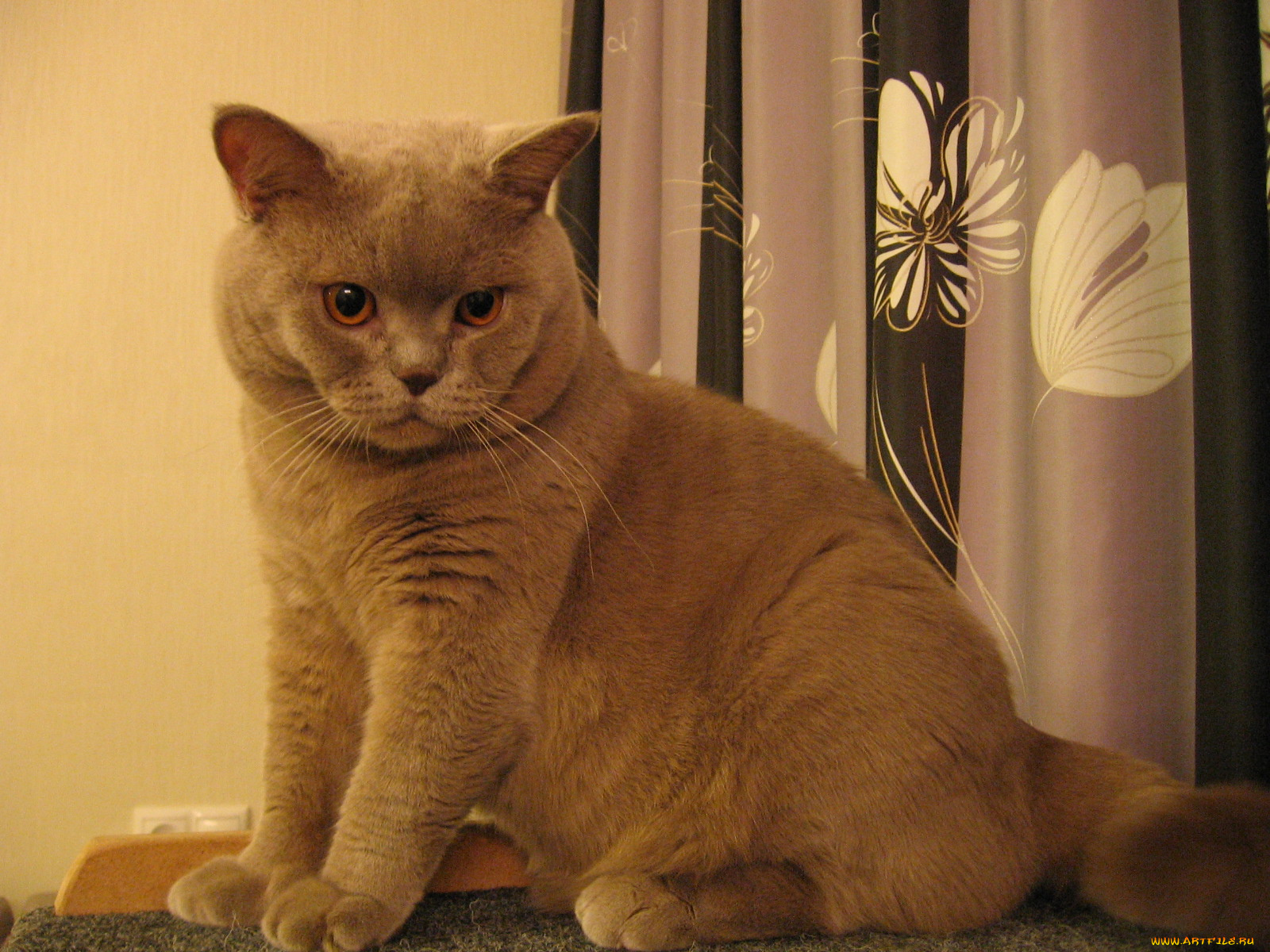 животные, коты, британец