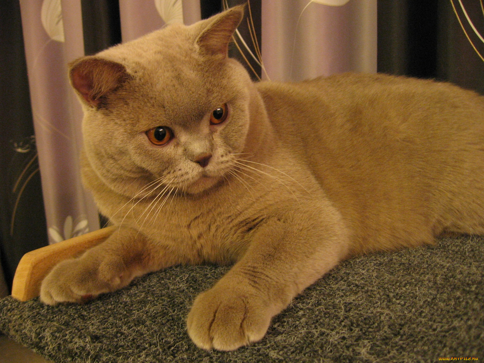 животные, коты, британец