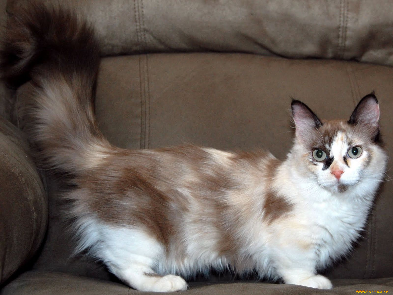 животные, коты, манчкин