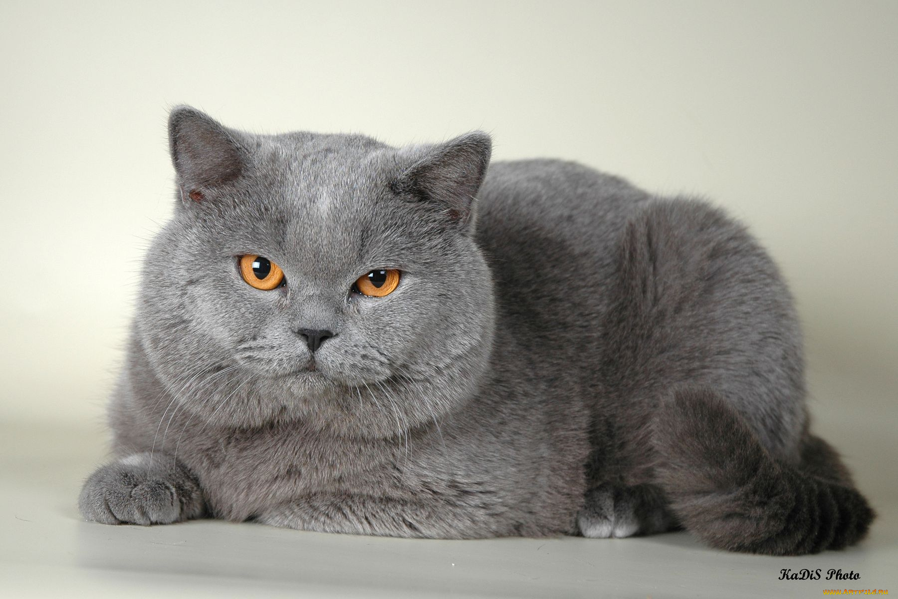 животные, коты, британец