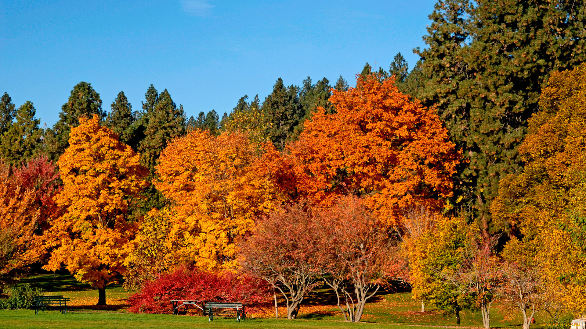 природа, деревья, красота, в, золоте, осень